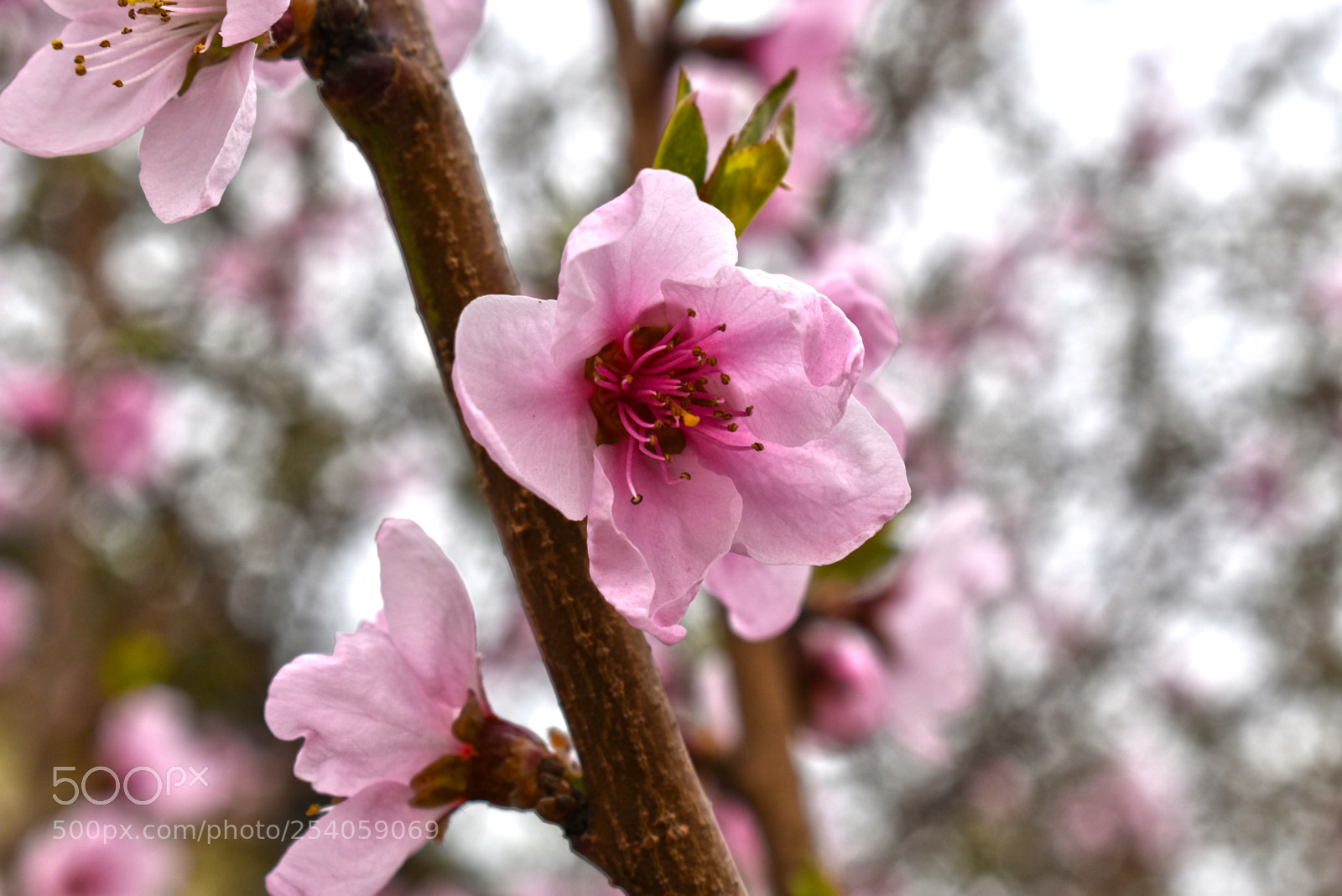 Nikon D5600 sample photo. Розовое чудо photography