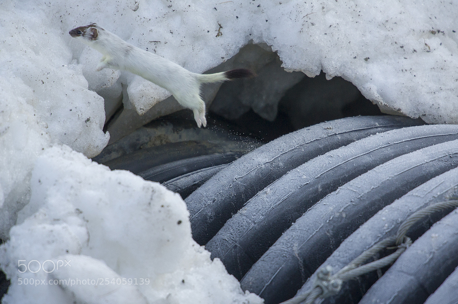 Nikon D3S sample photo. The flying ermine photography