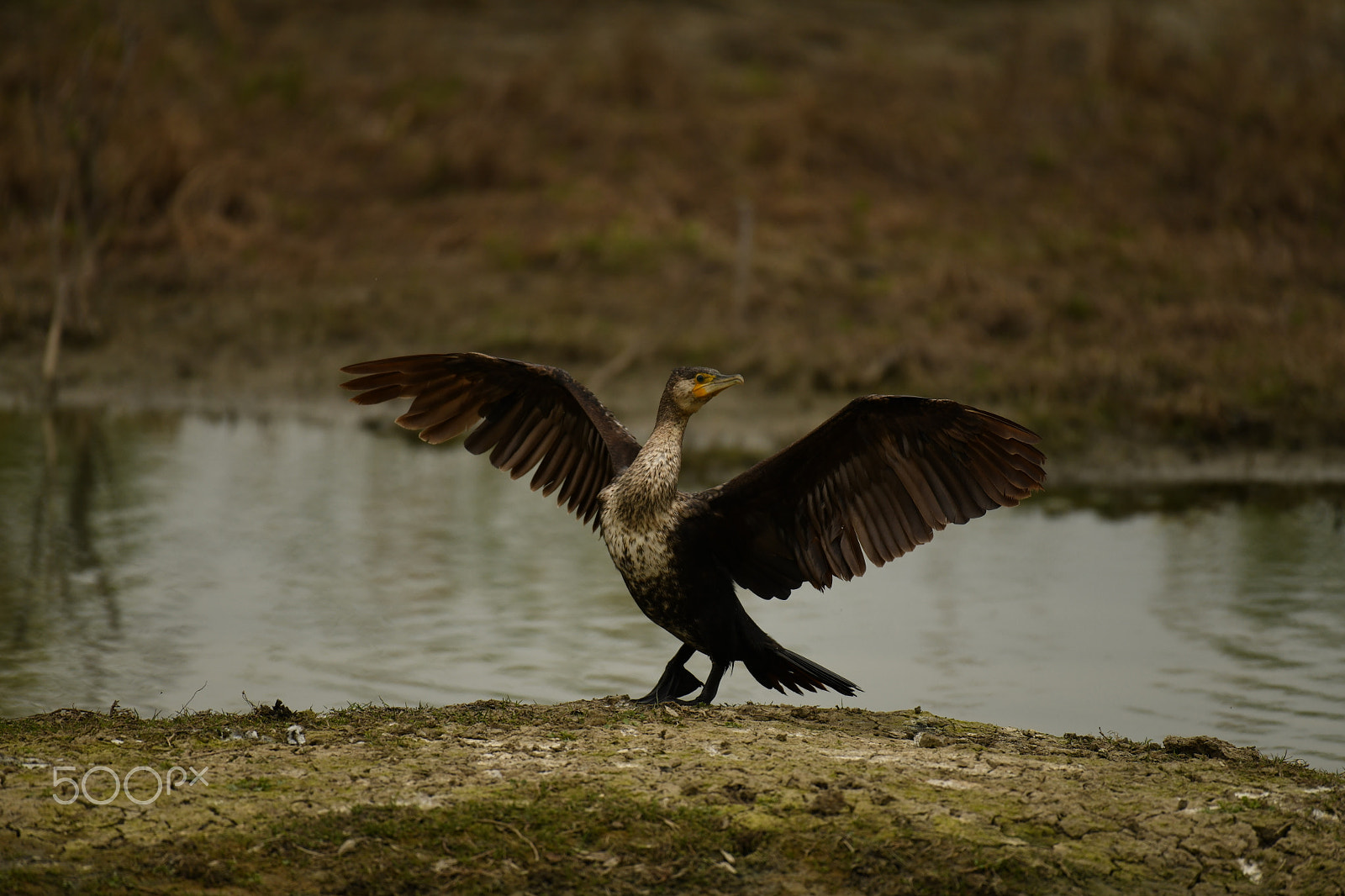 Nikon AF-S Nikkor 200-500mm F5.6E ED VR sample photo. In posa photography