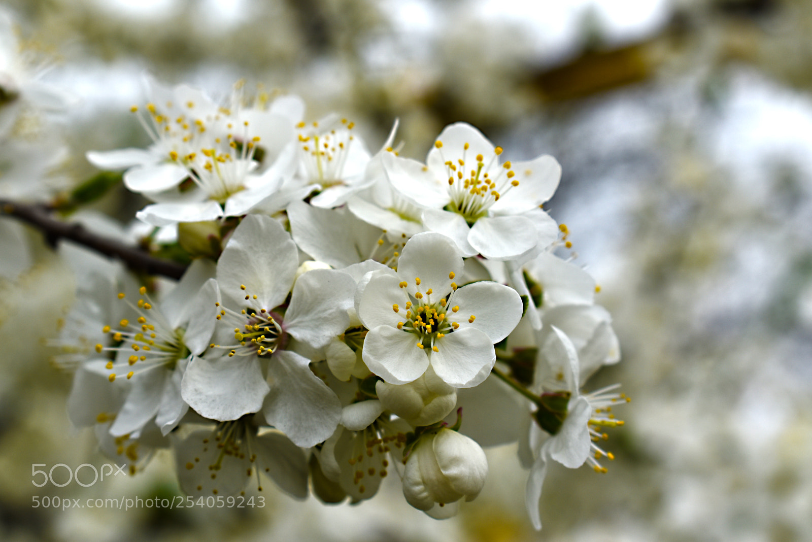 Nikon D5600 sample photo. Весны цветение photography