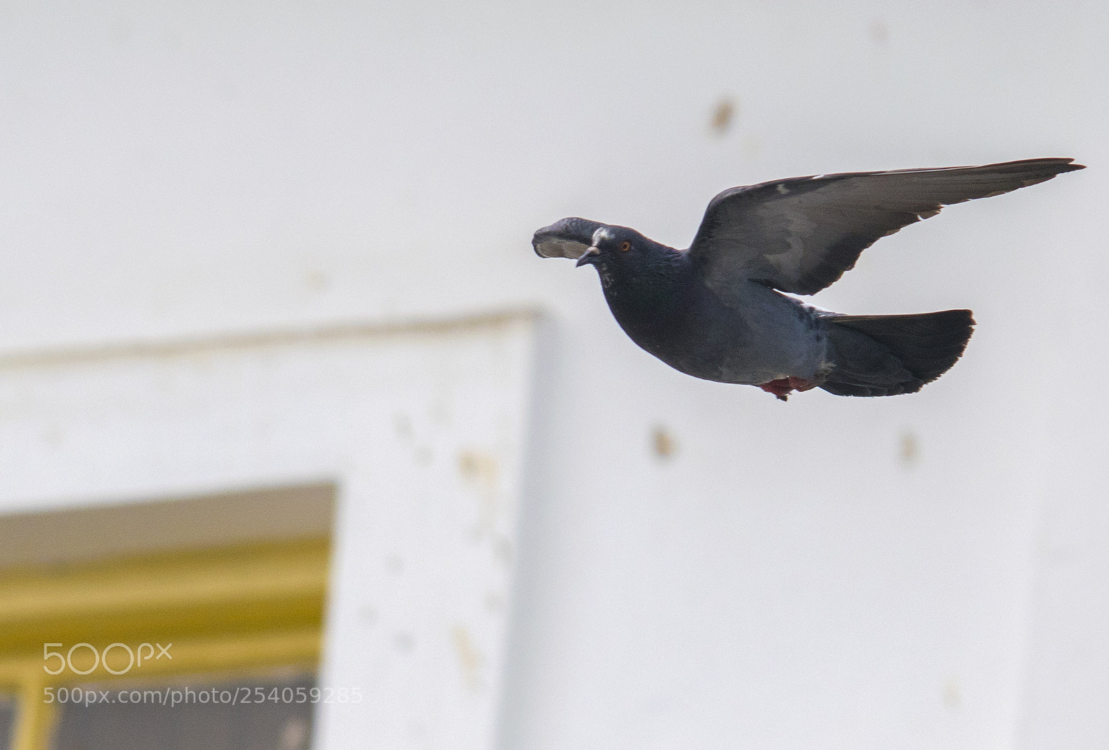 Nikon D3300 sample photo. Flying pigeon photography