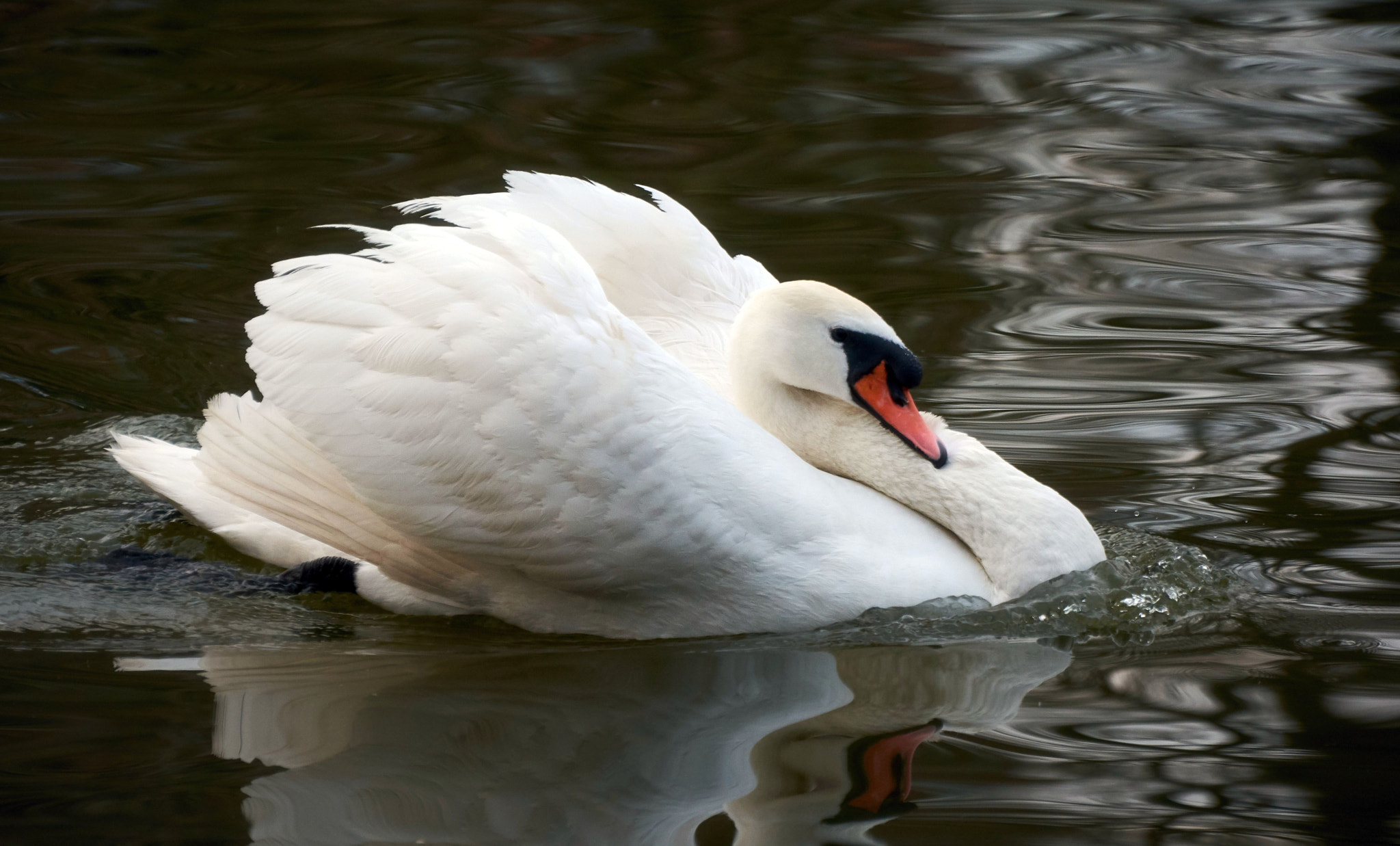 Nikon D7100 sample photo. Ruffled photography