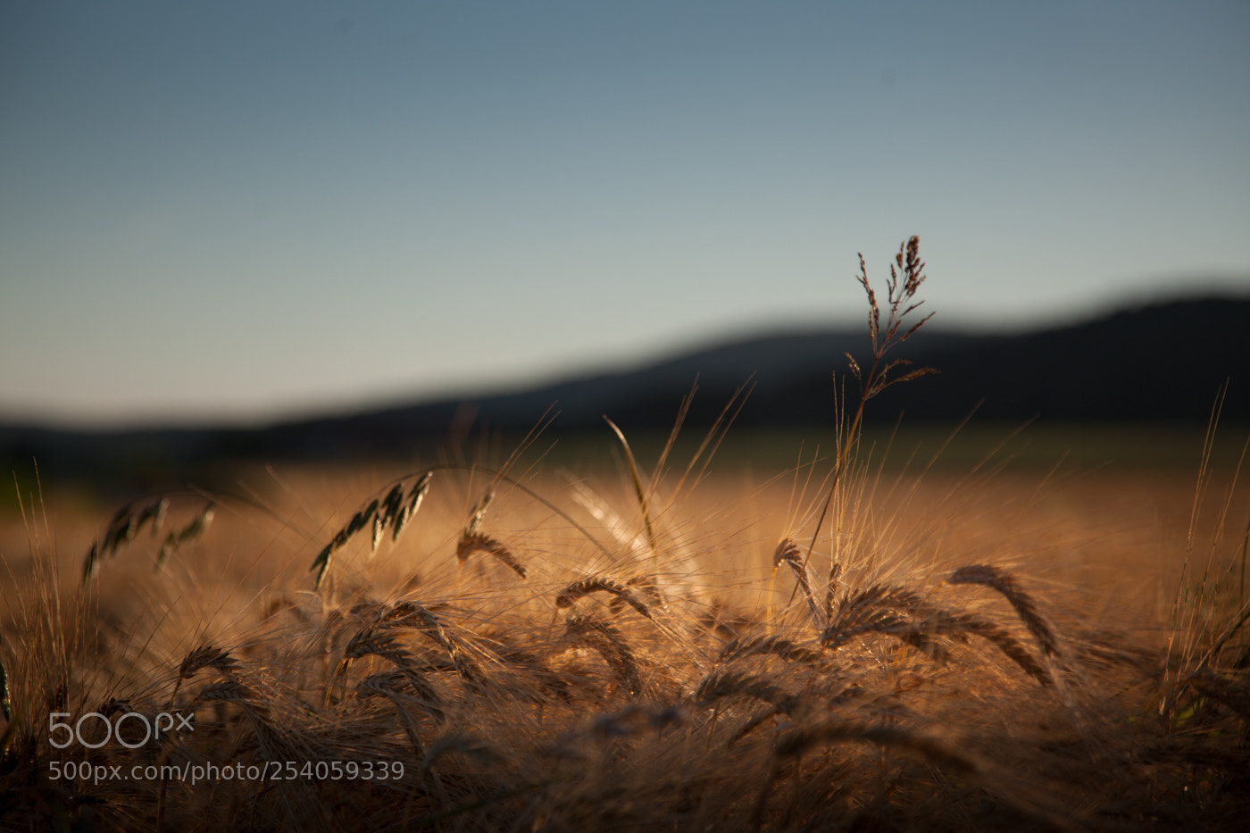 Canon EOS 5D Mark II sample photo. Before the harvest photography