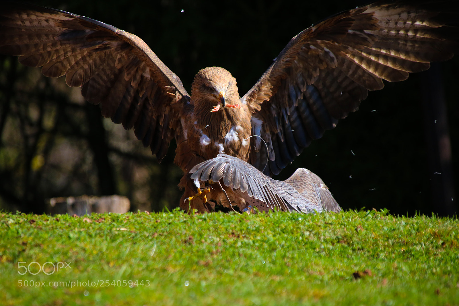 Canon EOS 750D (EOS Rebel T6i / EOS Kiss X8i) sample photo. The fight photography