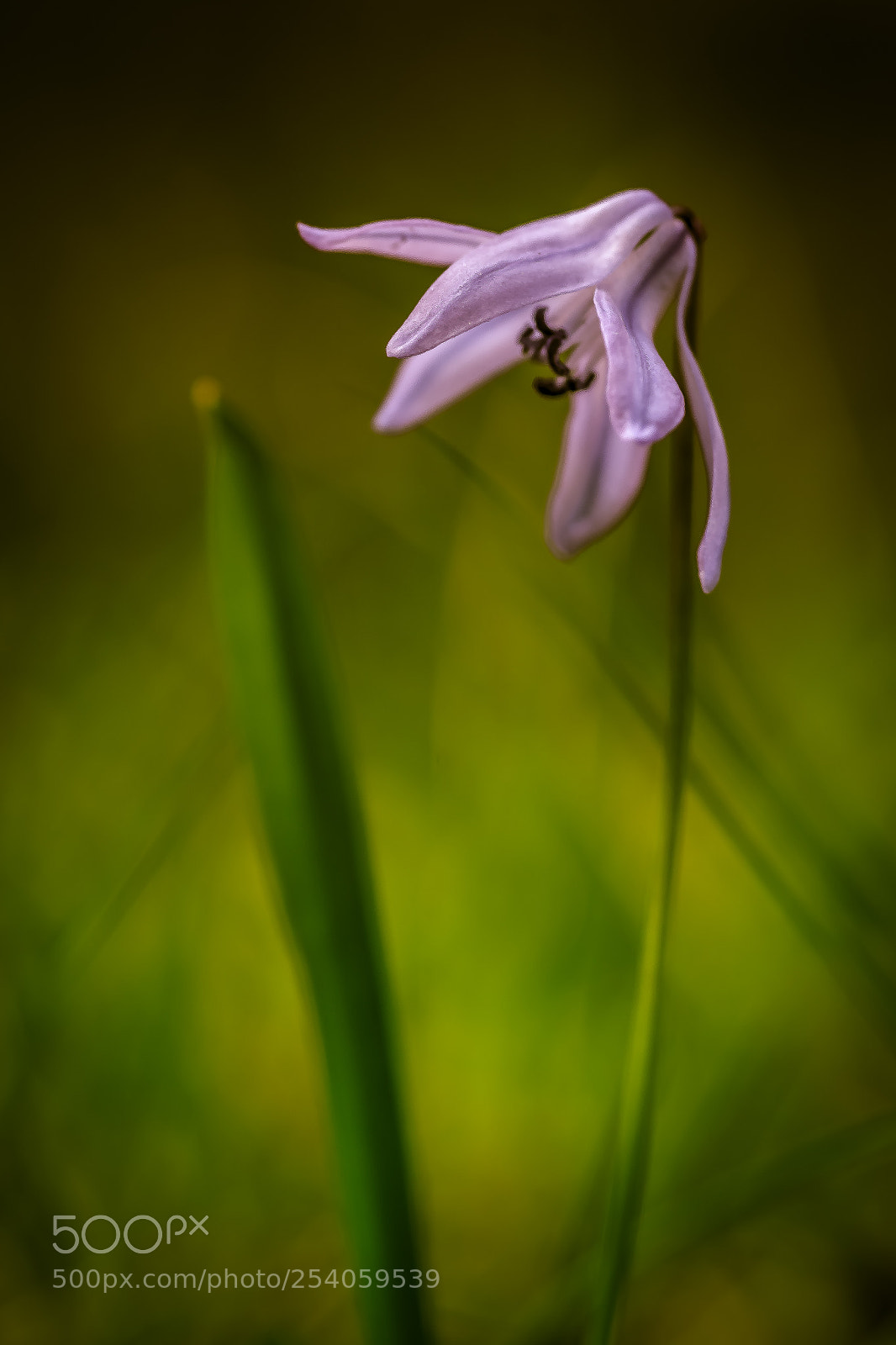 Pentax K-S2 sample photo. Flower photography