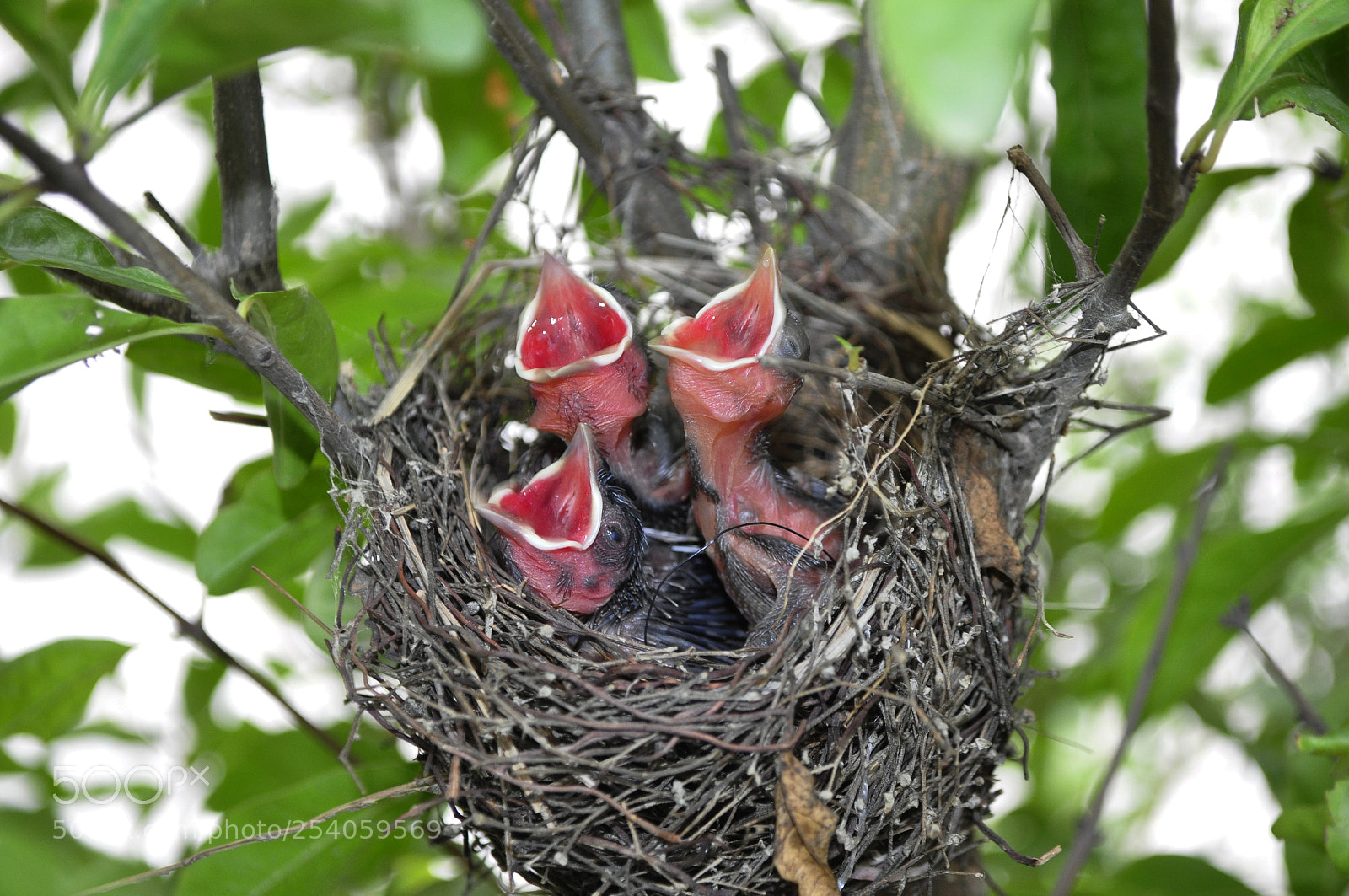 Nikon D5000 sample photo. Untitled photography