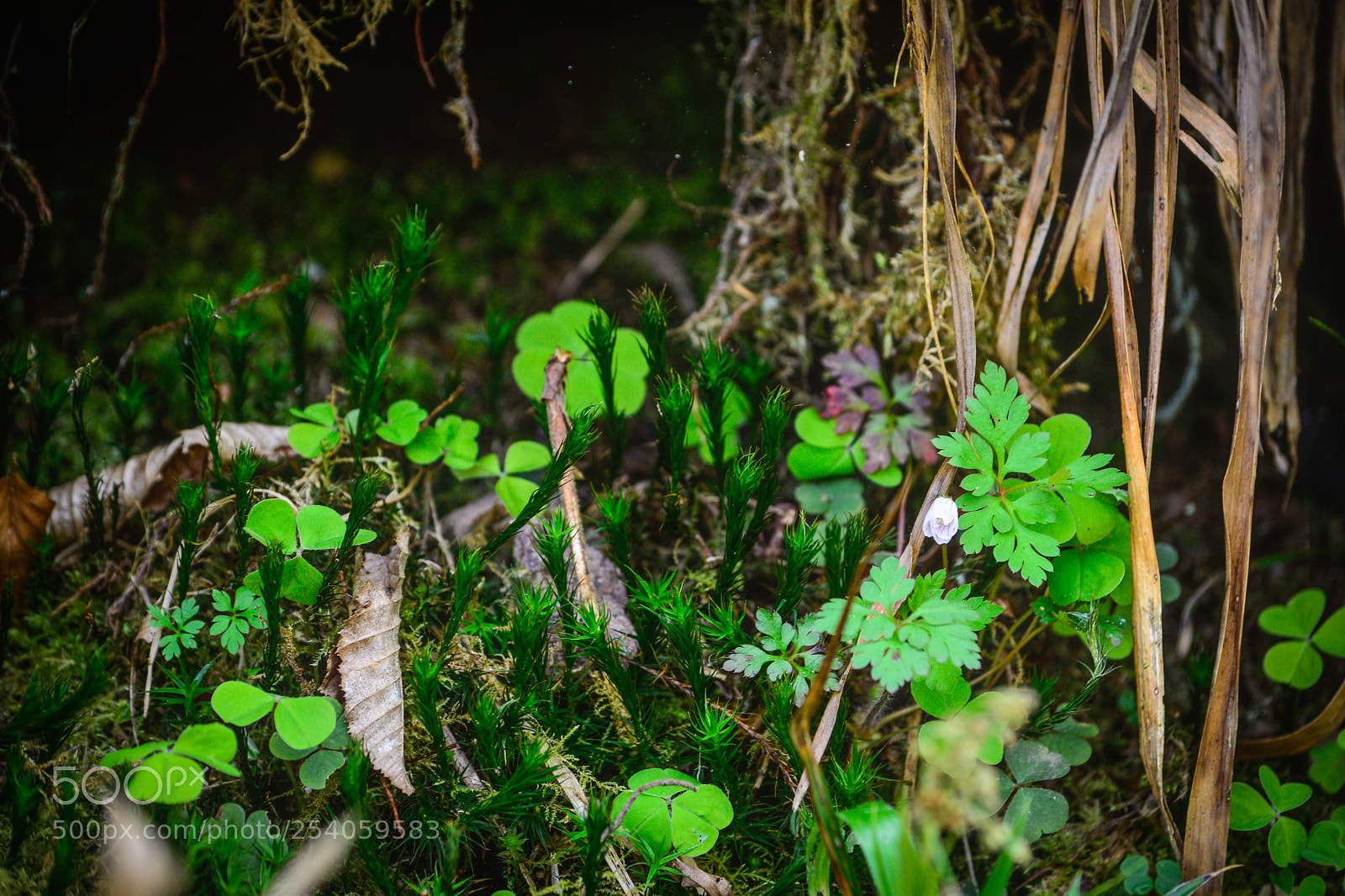 Nikon D7100 sample photo. Nature photography
