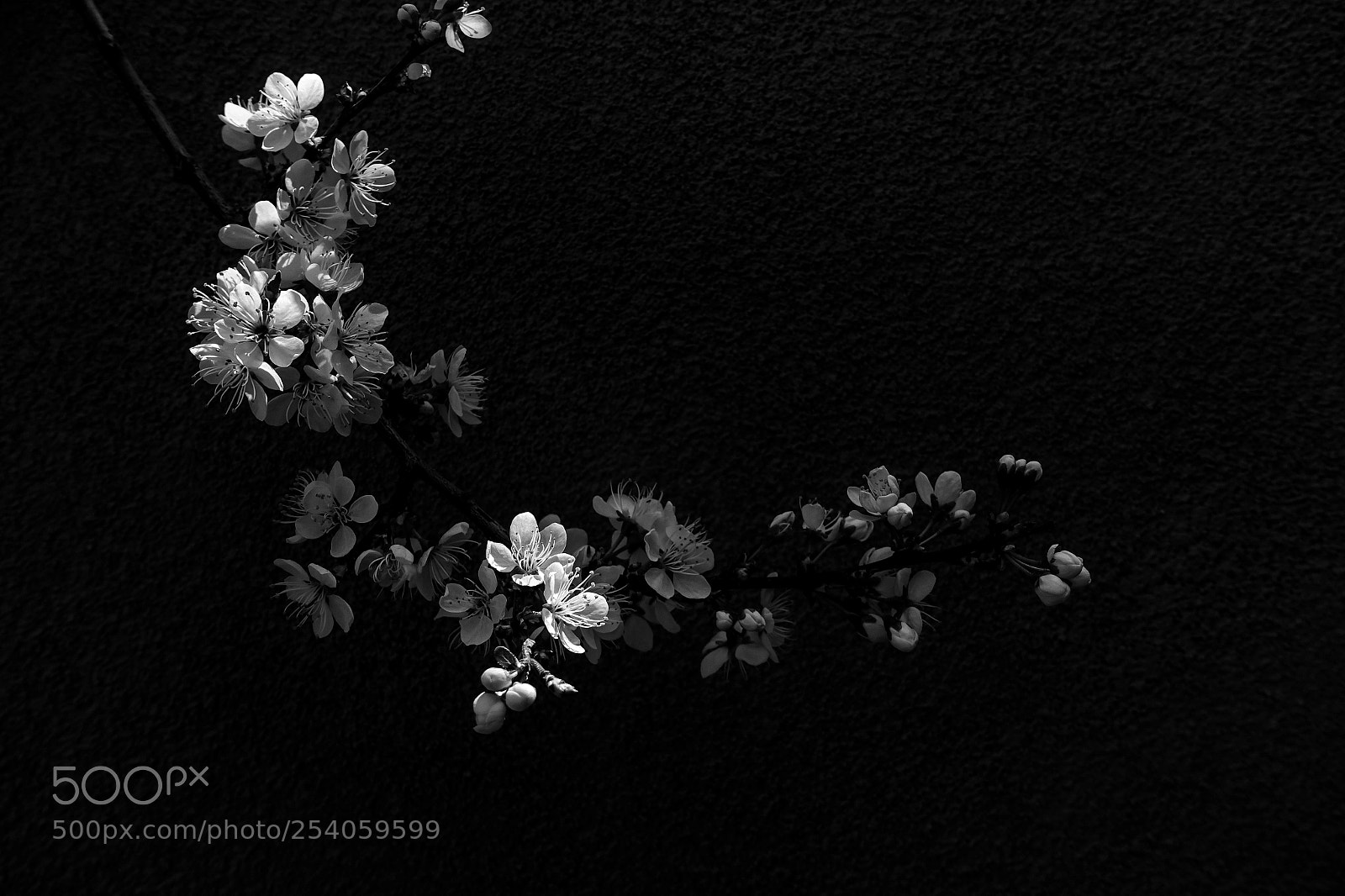 Sony DSC-RX100M5 sample photo. Blossoms photography