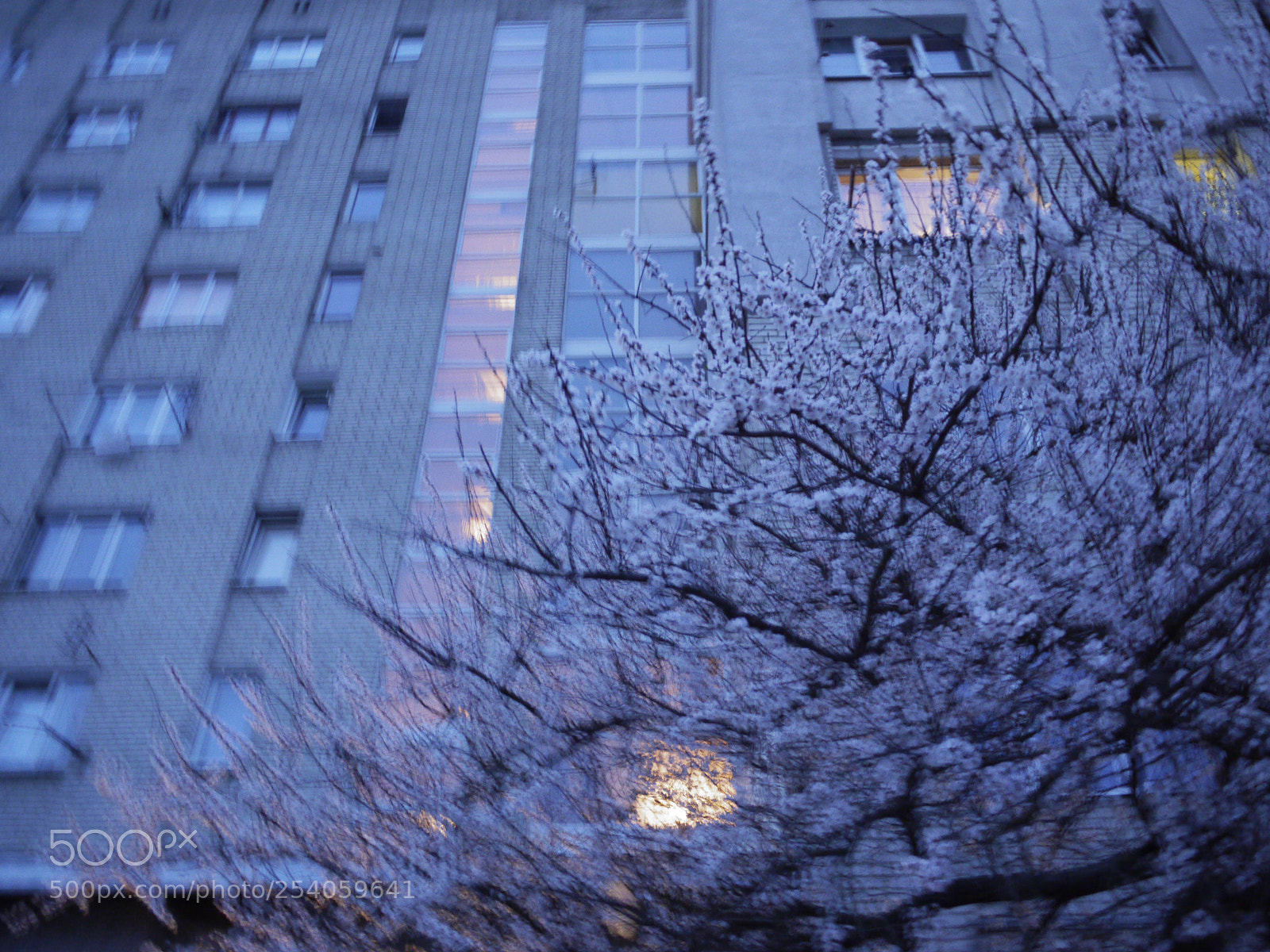 Panasonic Lumix DMC-G1 sample photo. Spring dreaming photography