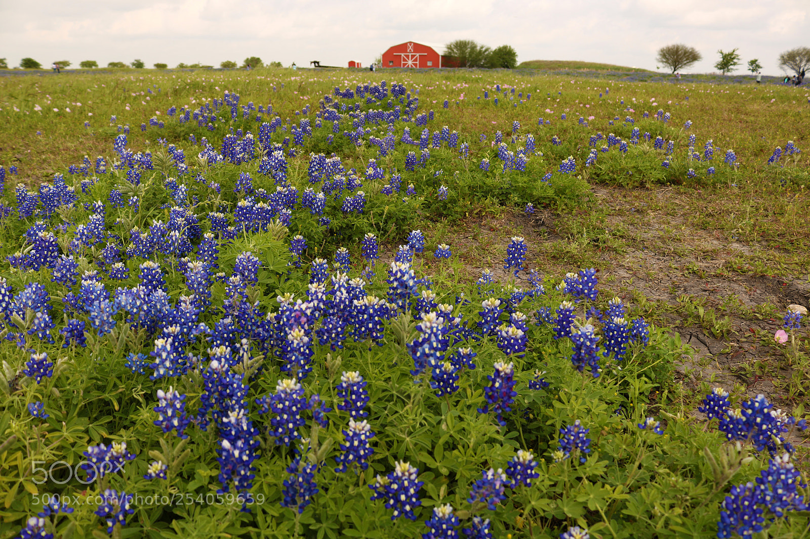 Canon EOS 750D (EOS Rebel T6i / EOS Kiss X8i) sample photo. Texas bluebonnet wildflowers 3165 photography