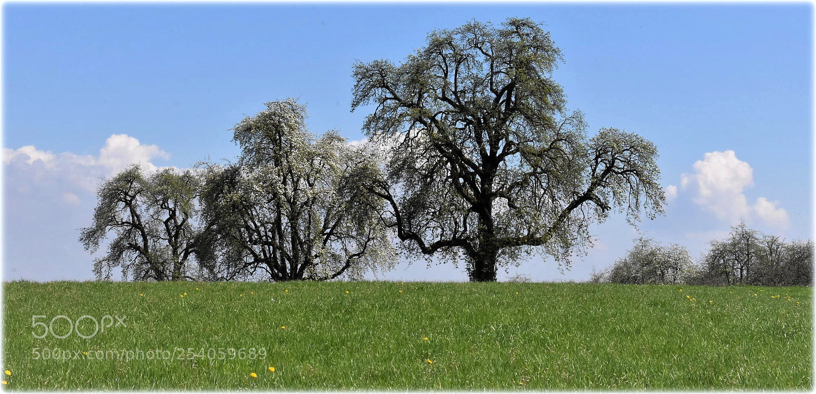 Nikon D7200 sample photo. "spring-trees" photography