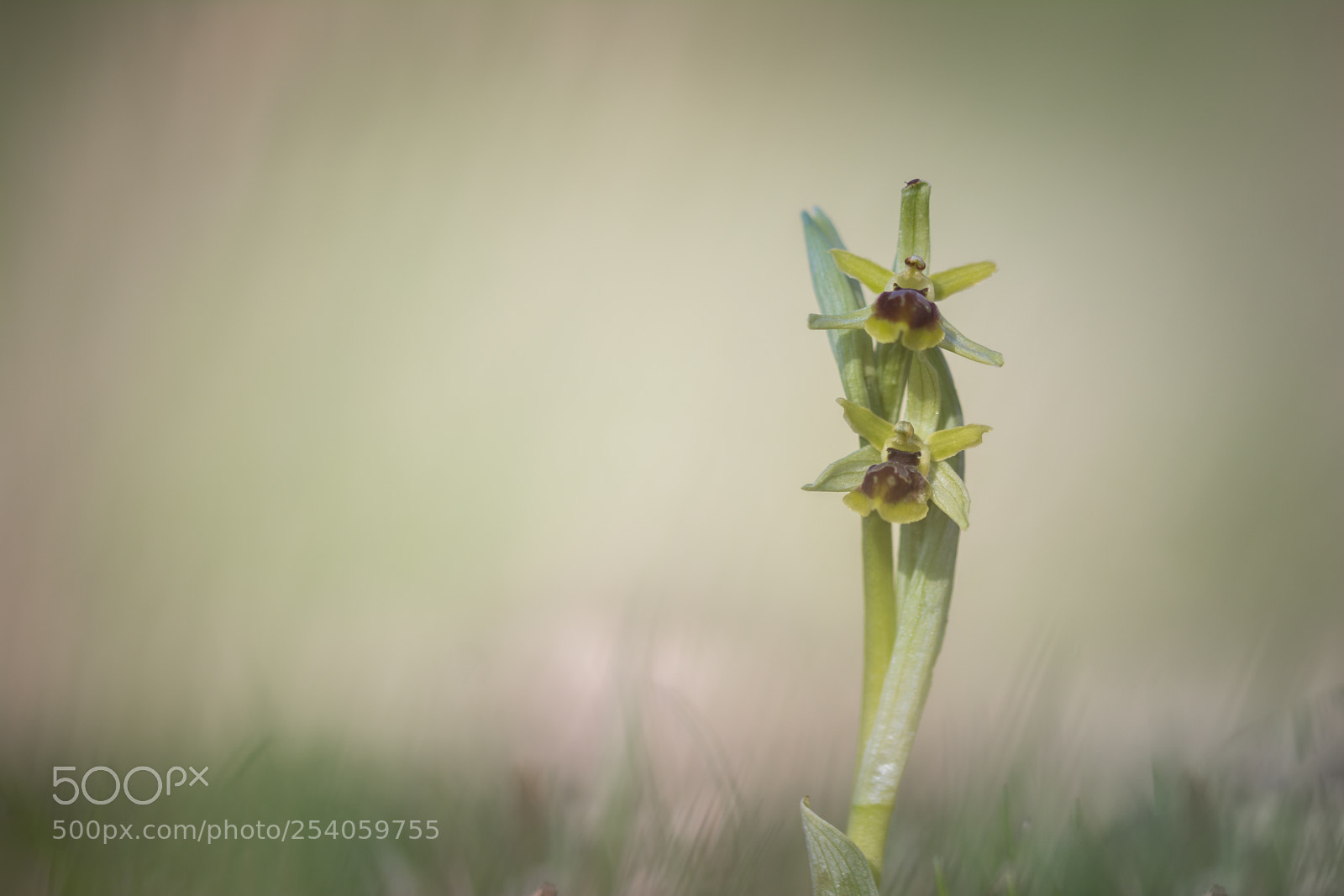 Nikon D7100 sample photo. Premières orchidées photography