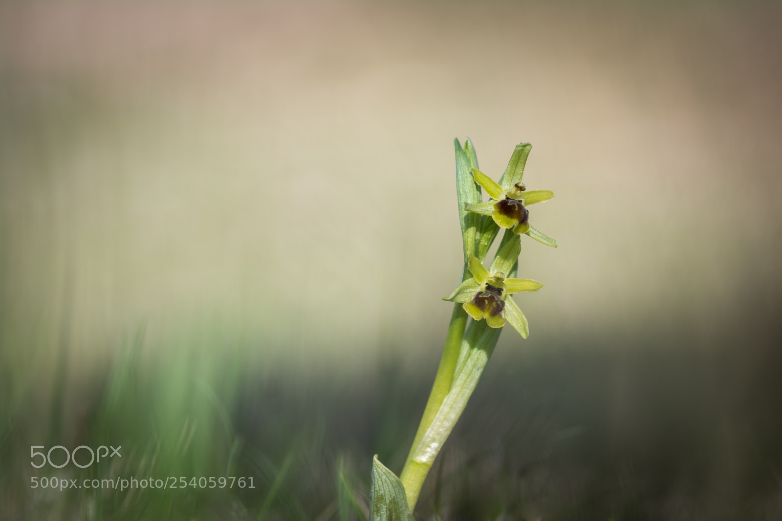 Nikon D7100 sample photo. Premières orchidées photography