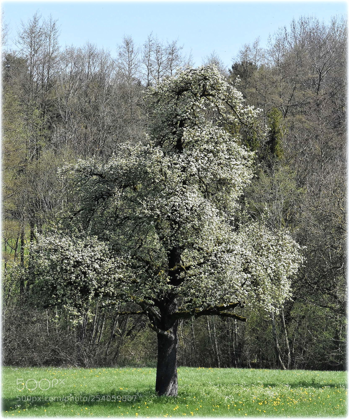Nikon D7200 sample photo. "blossom-tree" photography