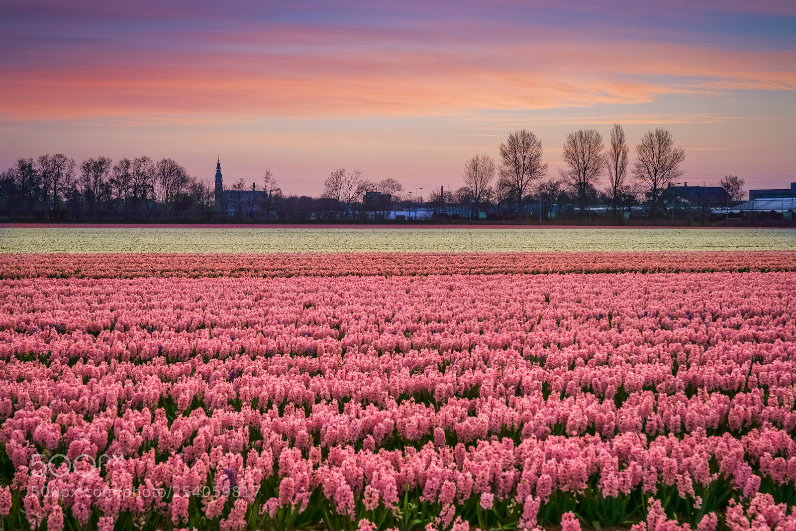 Sony a99 II sample photo. Bulbfield at sunrise photography