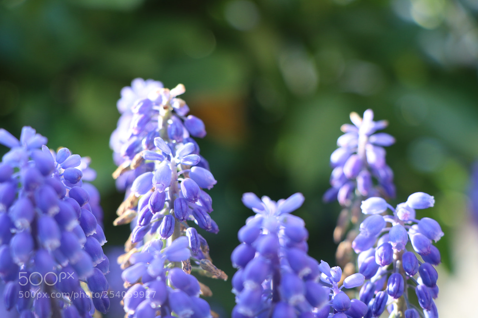 Canon EOS 80D sample photo. Img photography