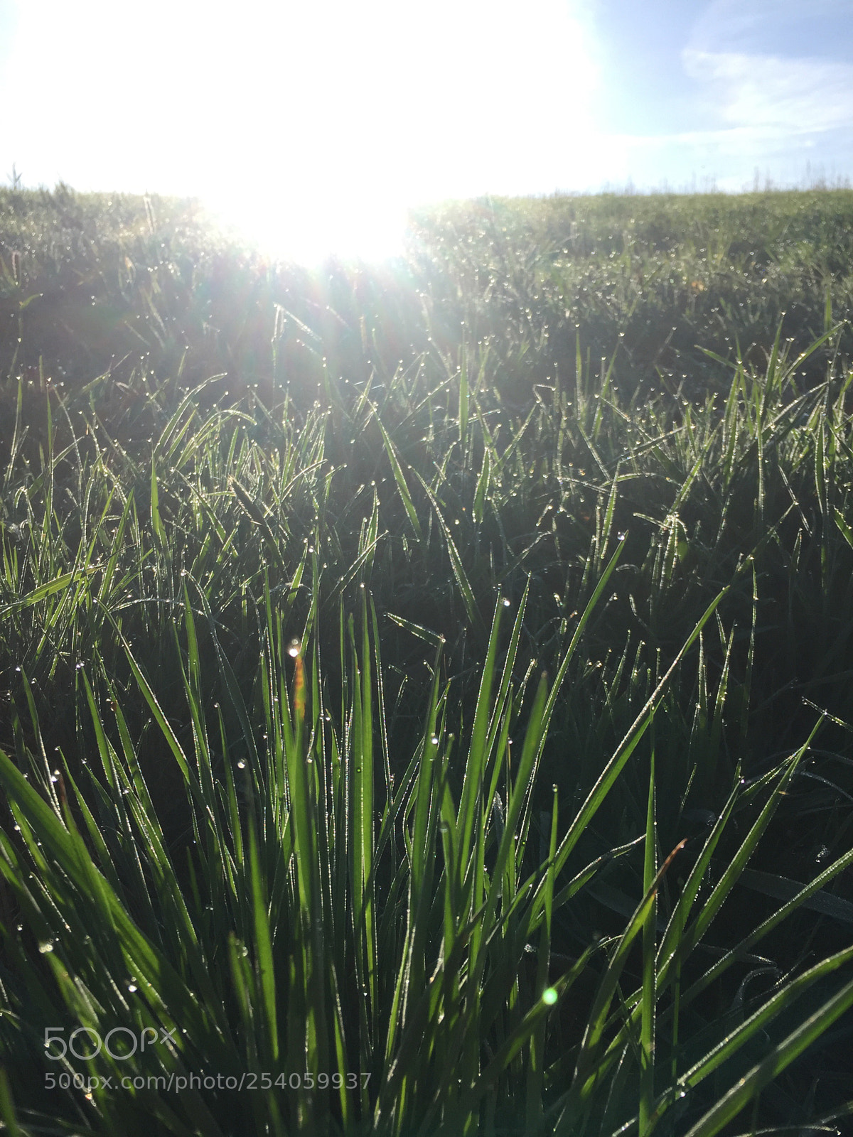 Apple iPhone 6 sample photo. Untitled photography