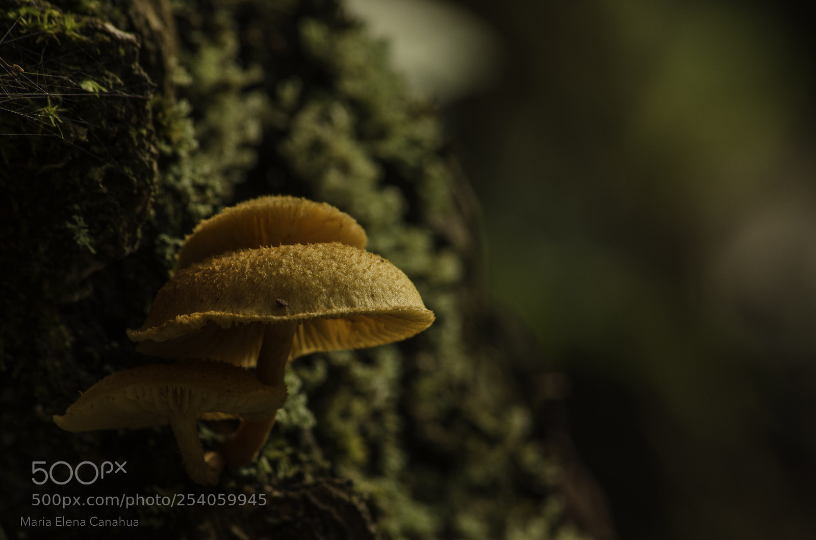 Nikon D5100 sample photo. Delicated wild mushroom photography