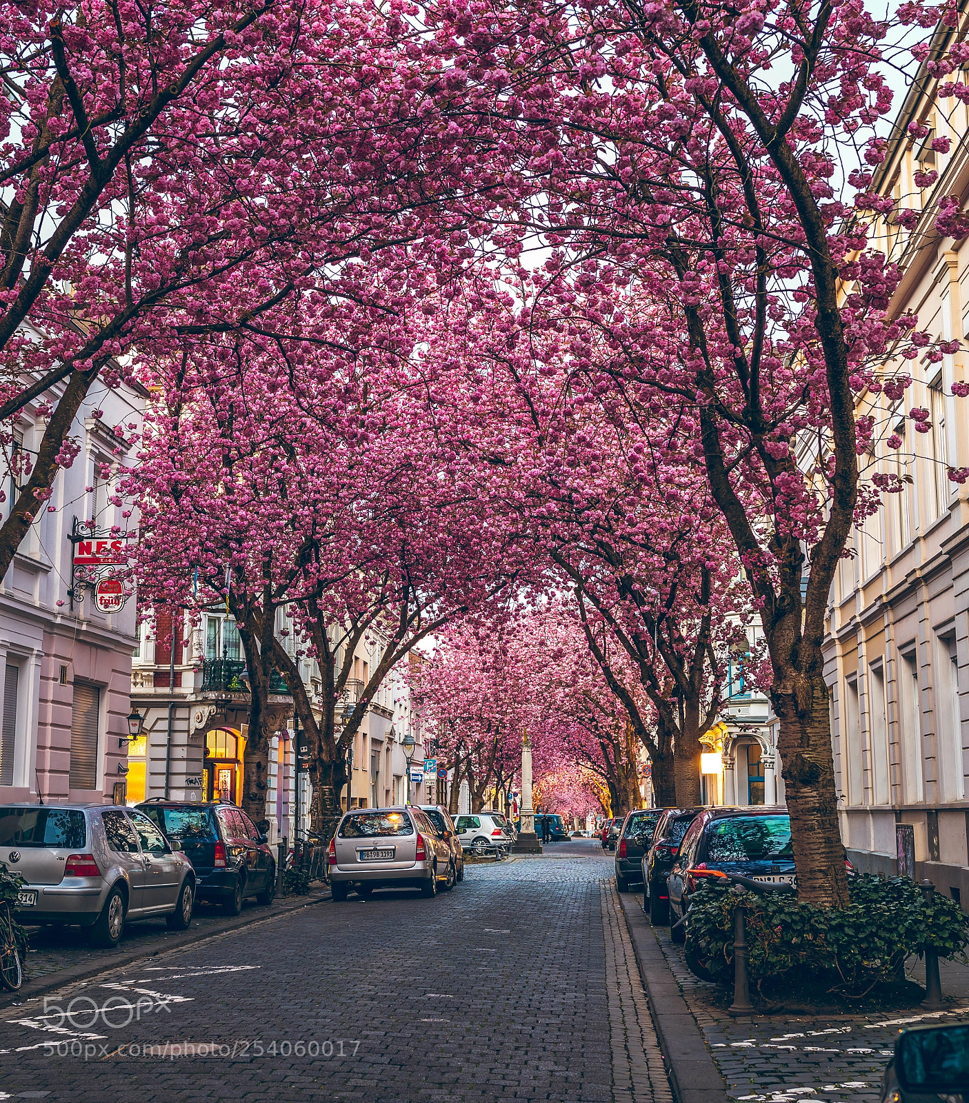 Canon EOS 5D Mark IV sample photo. Kirschblüte bonn 2018 photography