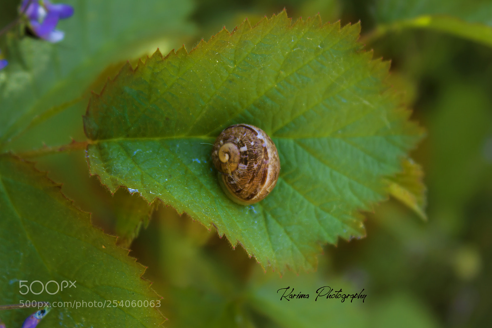 Canon EOS 700D (EOS Rebel T5i / EOS Kiss X7i) sample photo. Snail photography