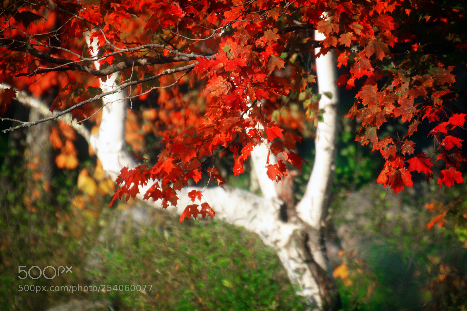 Canon EOS 7D sample photo. Birch tree in fall photography