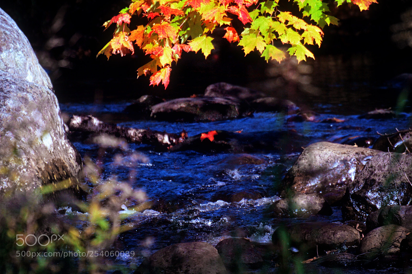 Canon EOS 7D sample photo. Maple leaf photography