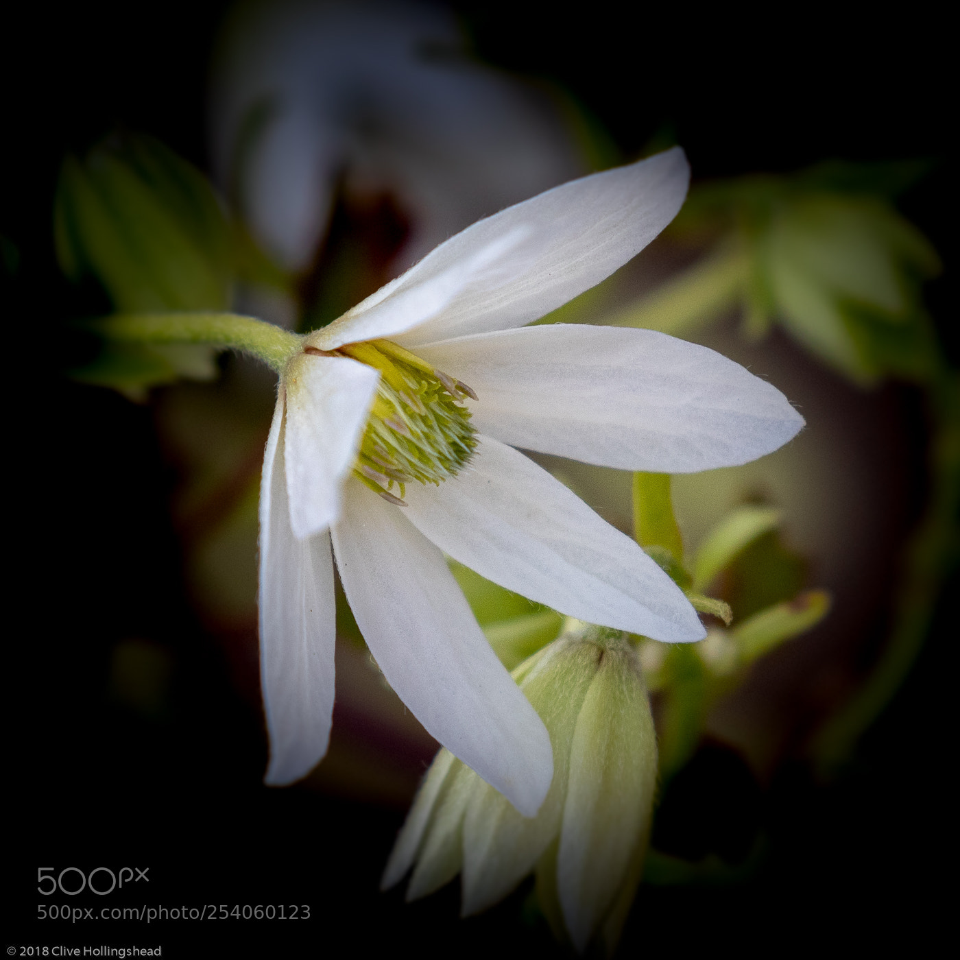 Canon EOS 7D Mark II sample photo. White clematis photography