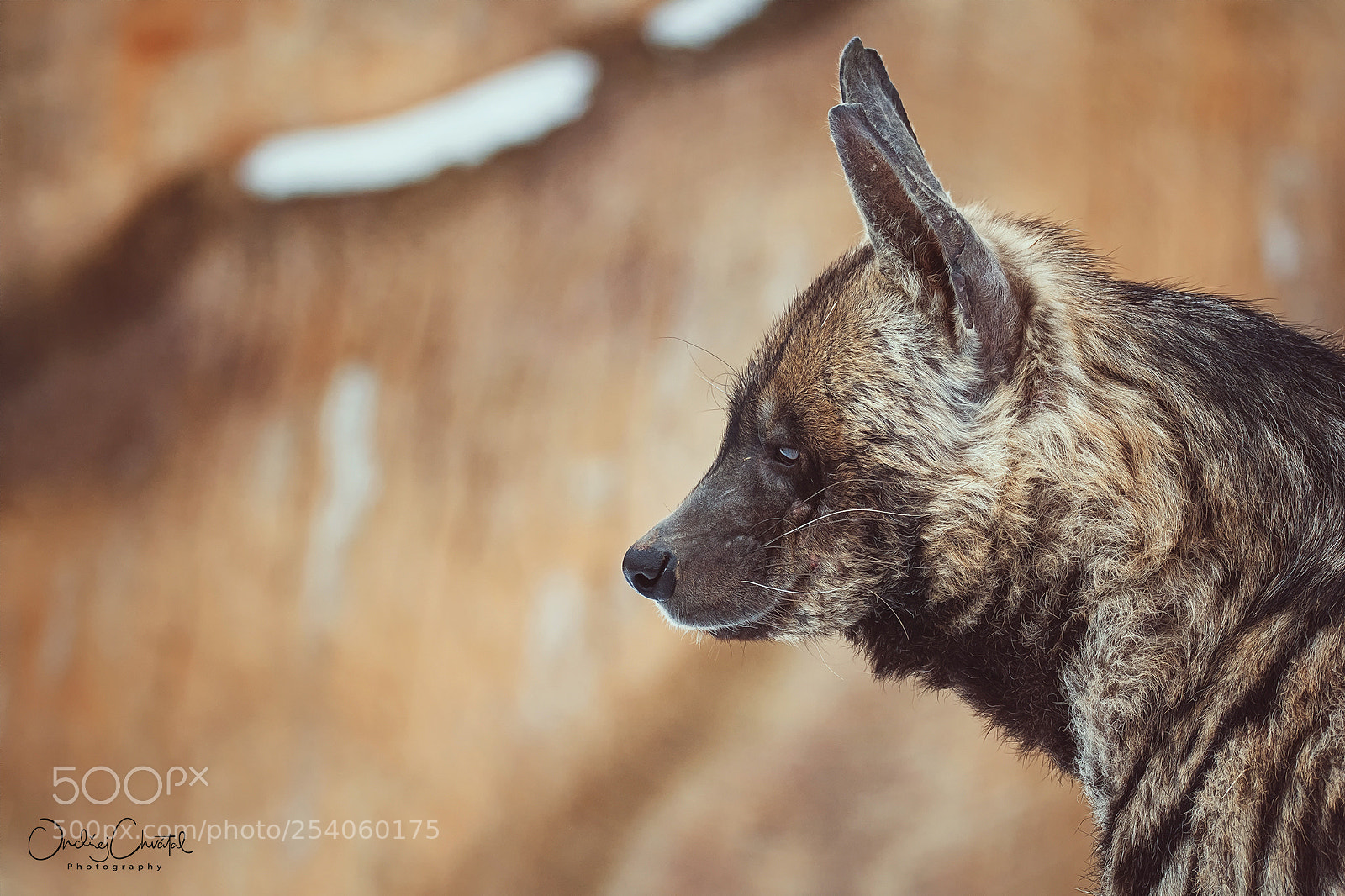 Nikon D7100 sample photo. Striped hyena photography