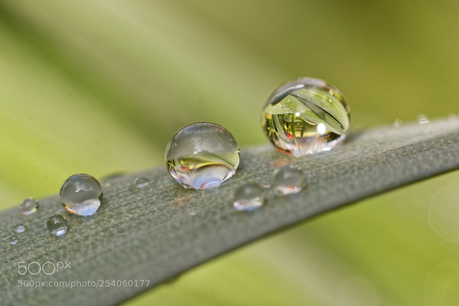 Canon EOS 70D sample photo. Morning dew 1 photography