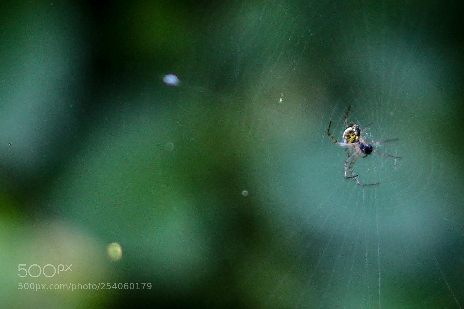 Canon EOS 700D (EOS Rebel T5i / EOS Kiss X7i) sample photo. Spider photography