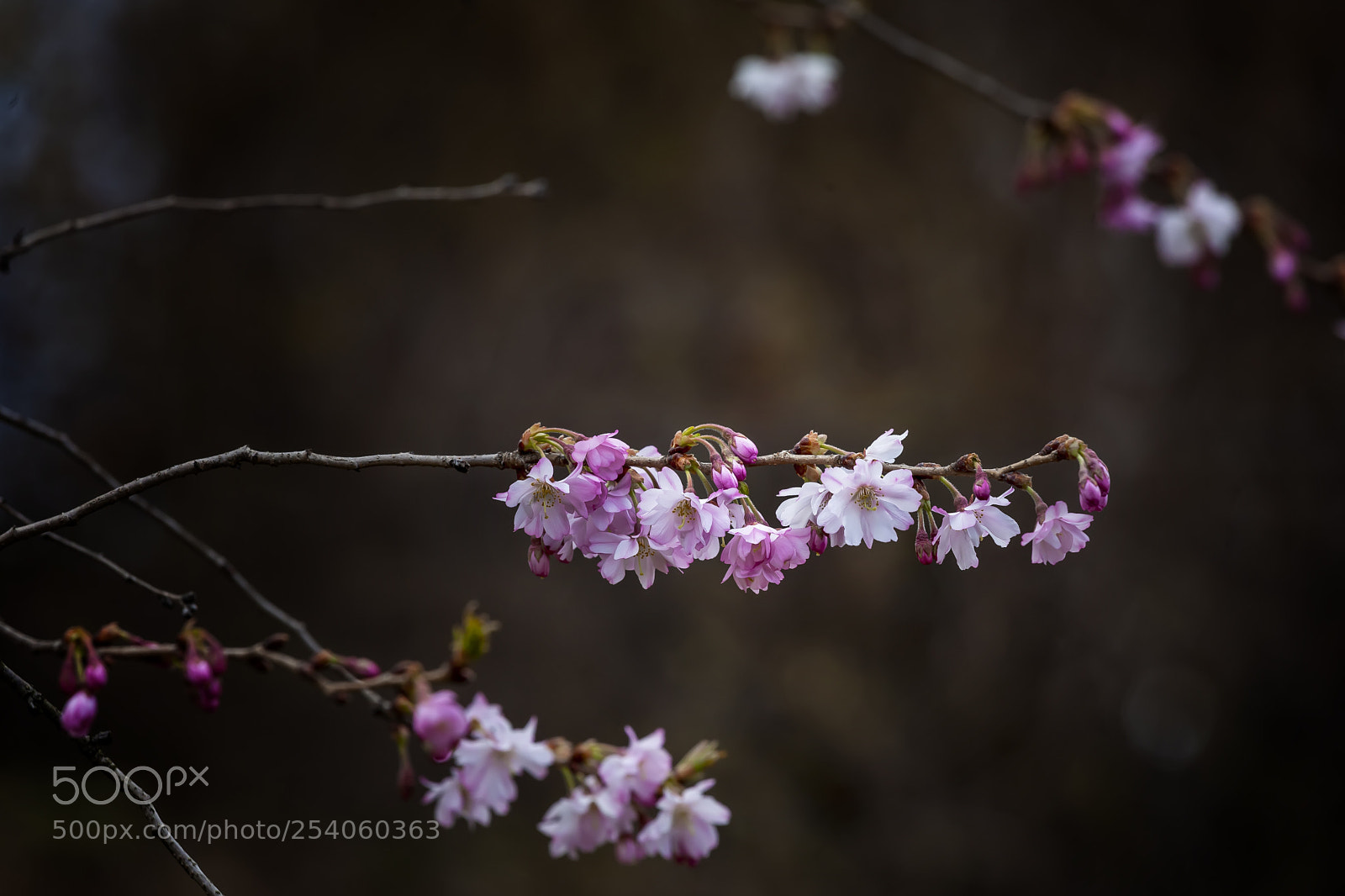 Canon EOS 5D Mark II sample photo. Cherry blossoms photography