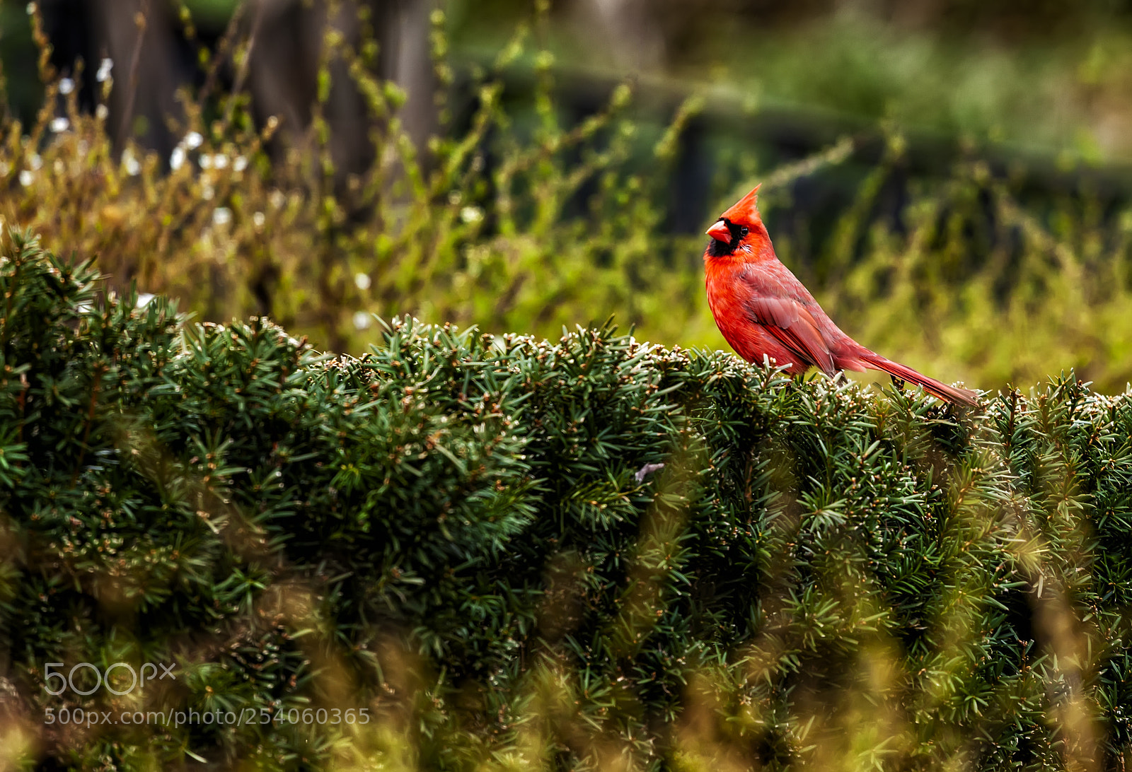Canon EOS 5D Mark II sample photo. Cardinal photography