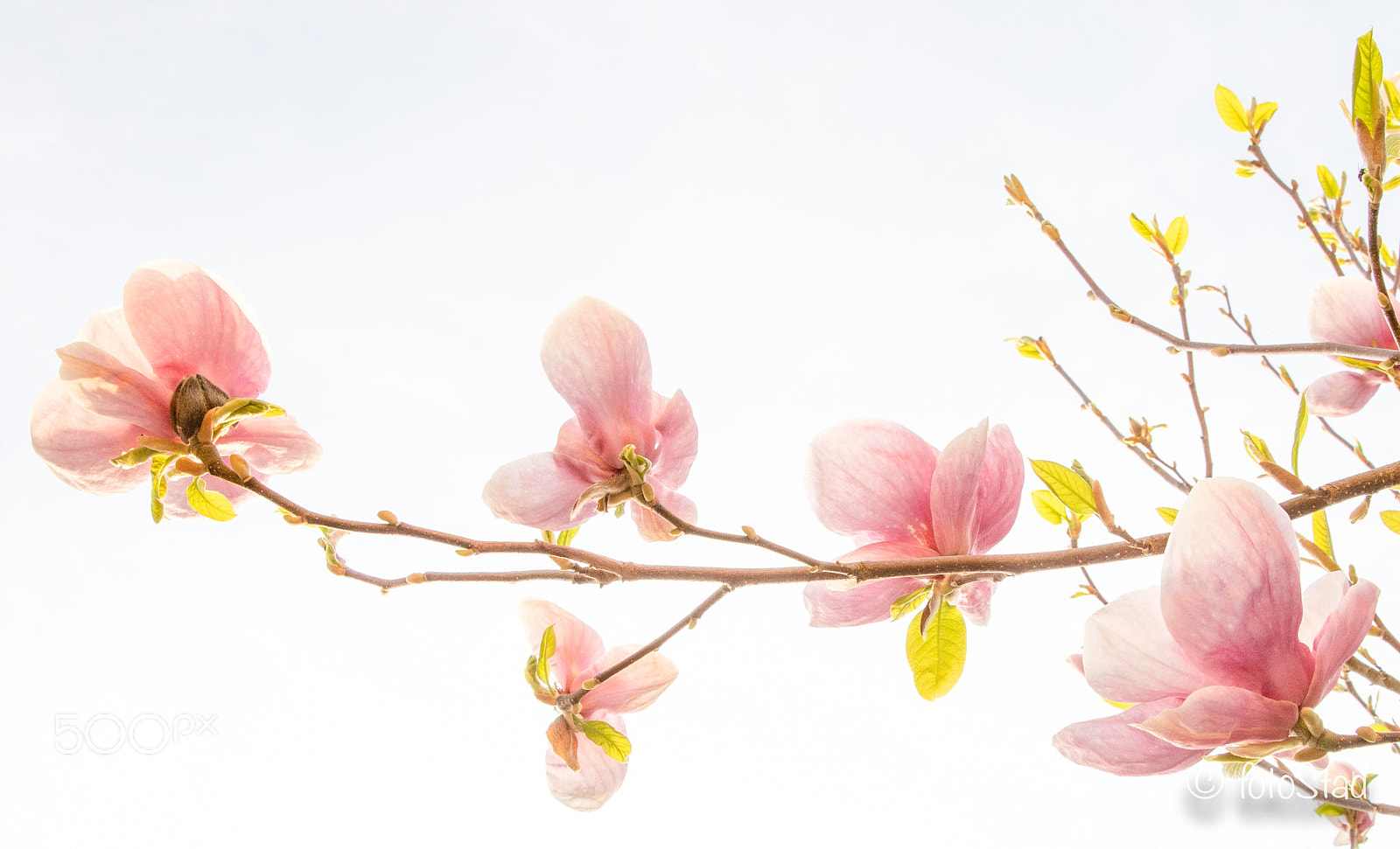 Canon EOS 6D Mark II sample photo. Magnolia photography