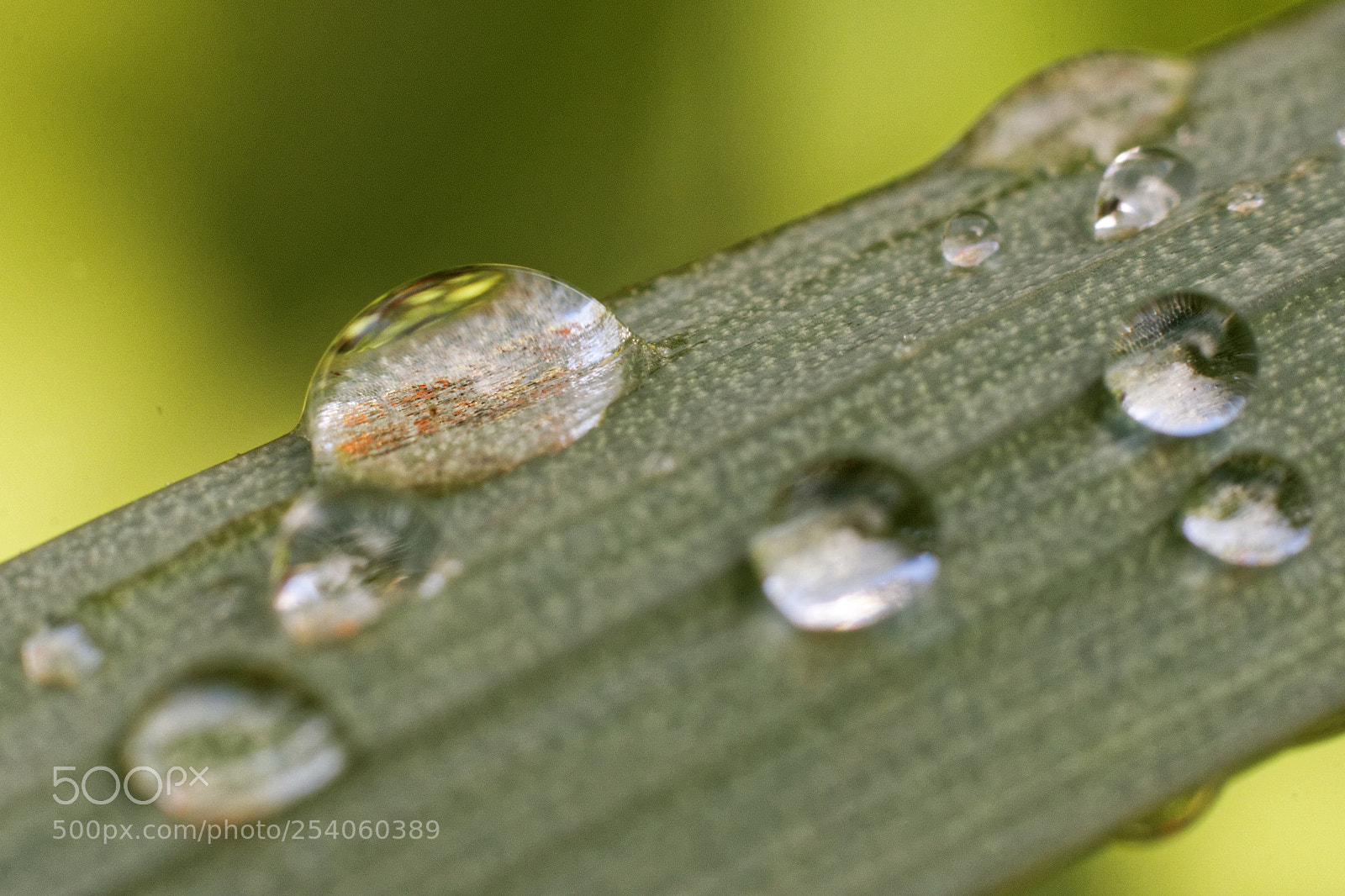 Canon EOS 70D sample photo. Morning dew 2 photography