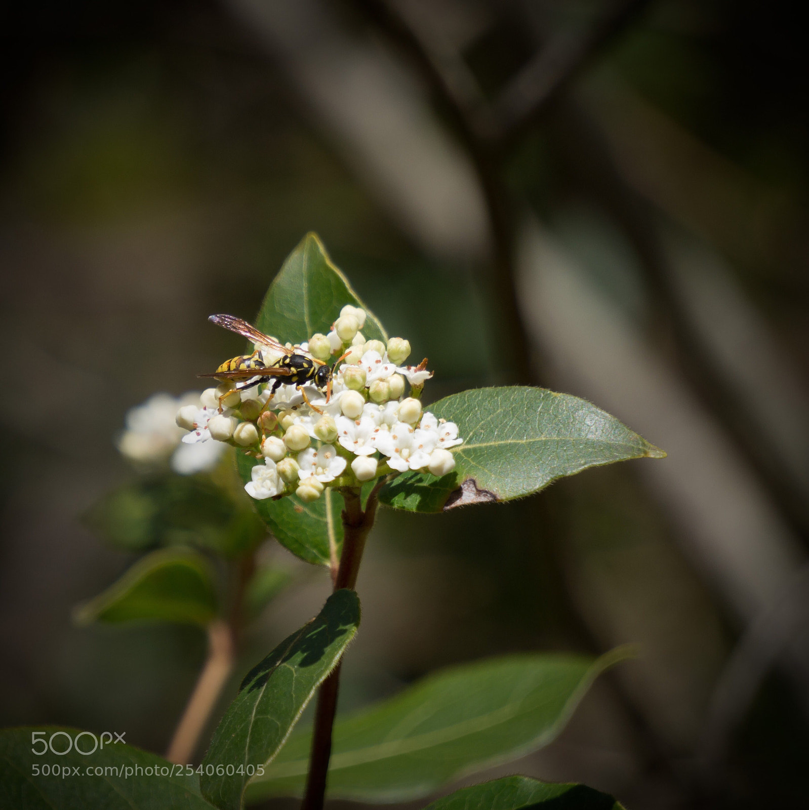 Sony Alpha a5000 (ILCE 5000) sample photo. Wasp photography