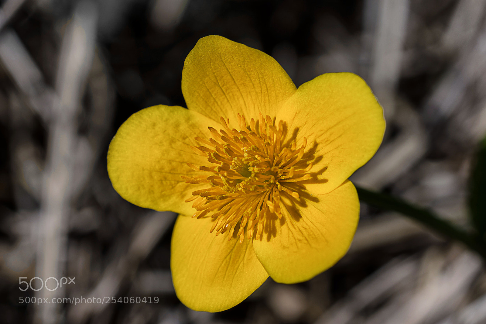 Nikon D7200 sample photo. Sumpfdotterblume photography
