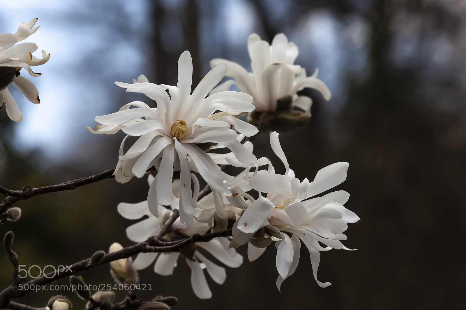 Canon EOS 5D Mark II sample photo. Magnolia photography
