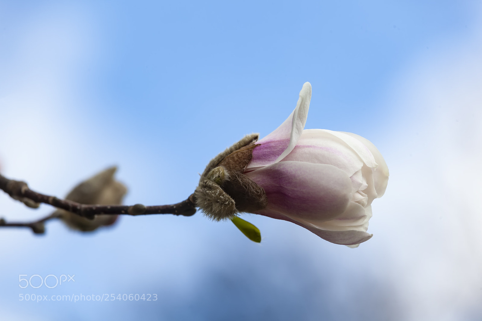 Canon EOS 5D Mark II sample photo. Magnolia photography