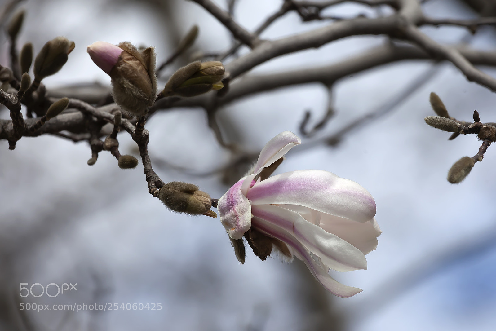 Canon EOS 5D Mark II sample photo. Magnolia photography