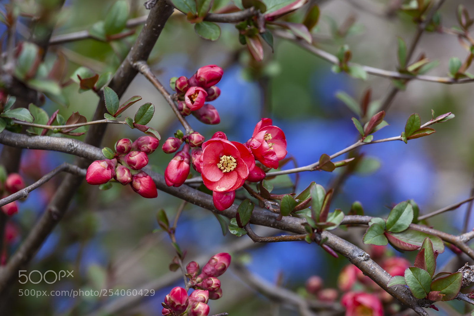 Canon EOS 5D Mark II sample photo. Spring flowers photography