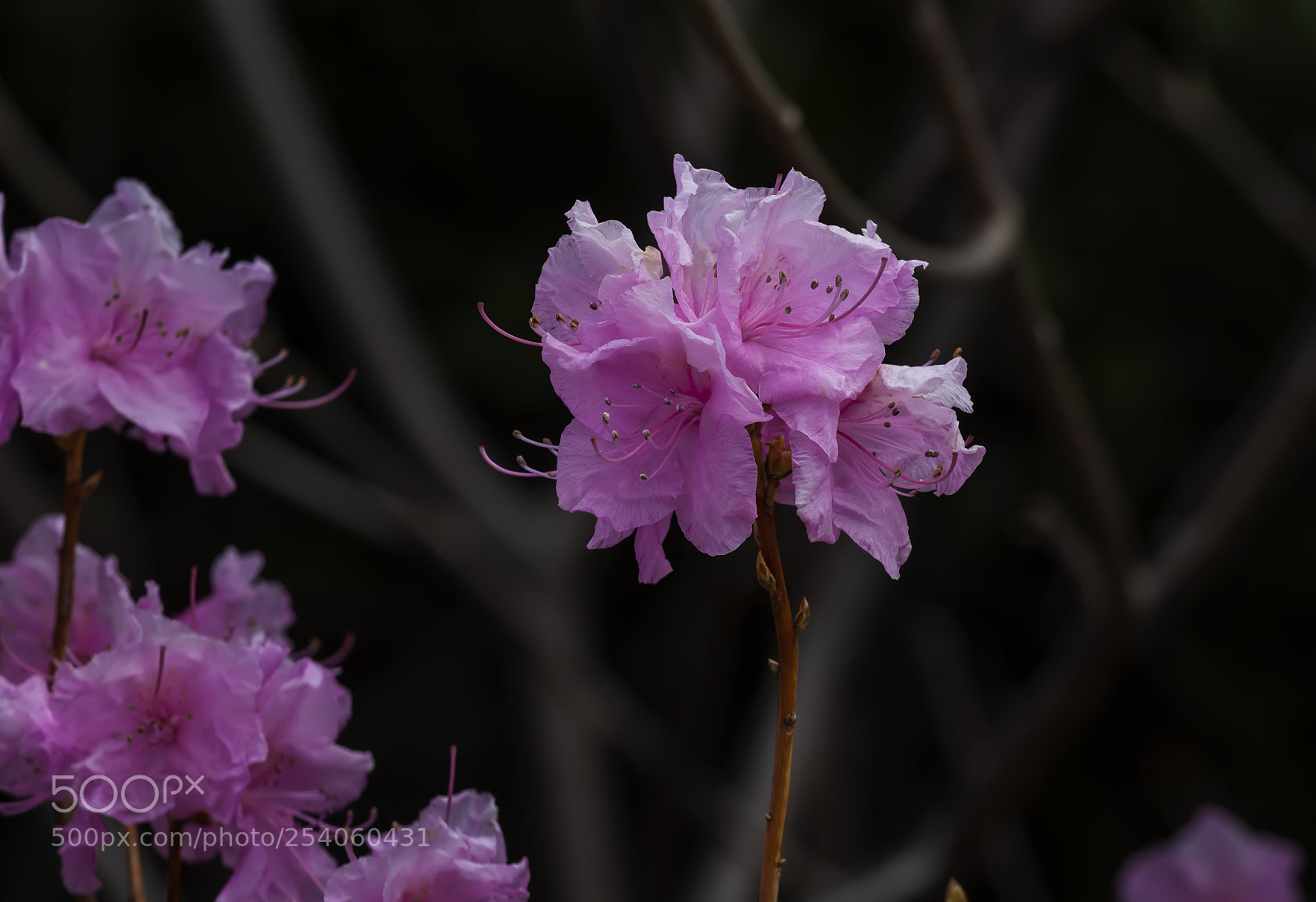 Canon EOS 5D Mark II sample photo. Spring flowers photography