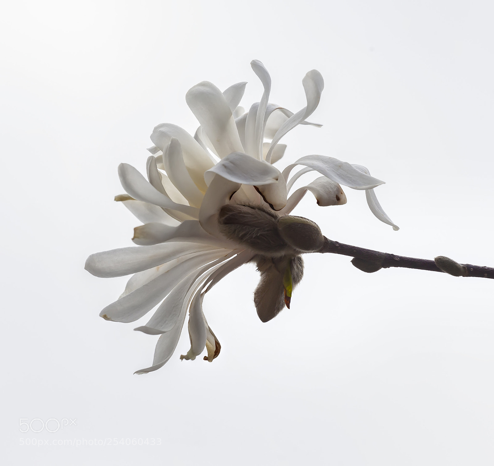 Canon EOS 5D Mark II sample photo. Magnolia photography