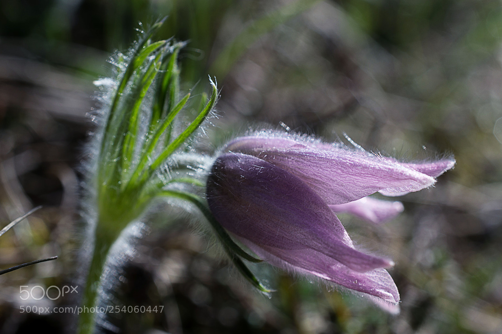 Nikon D7200 sample photo. Pulsatilla photography