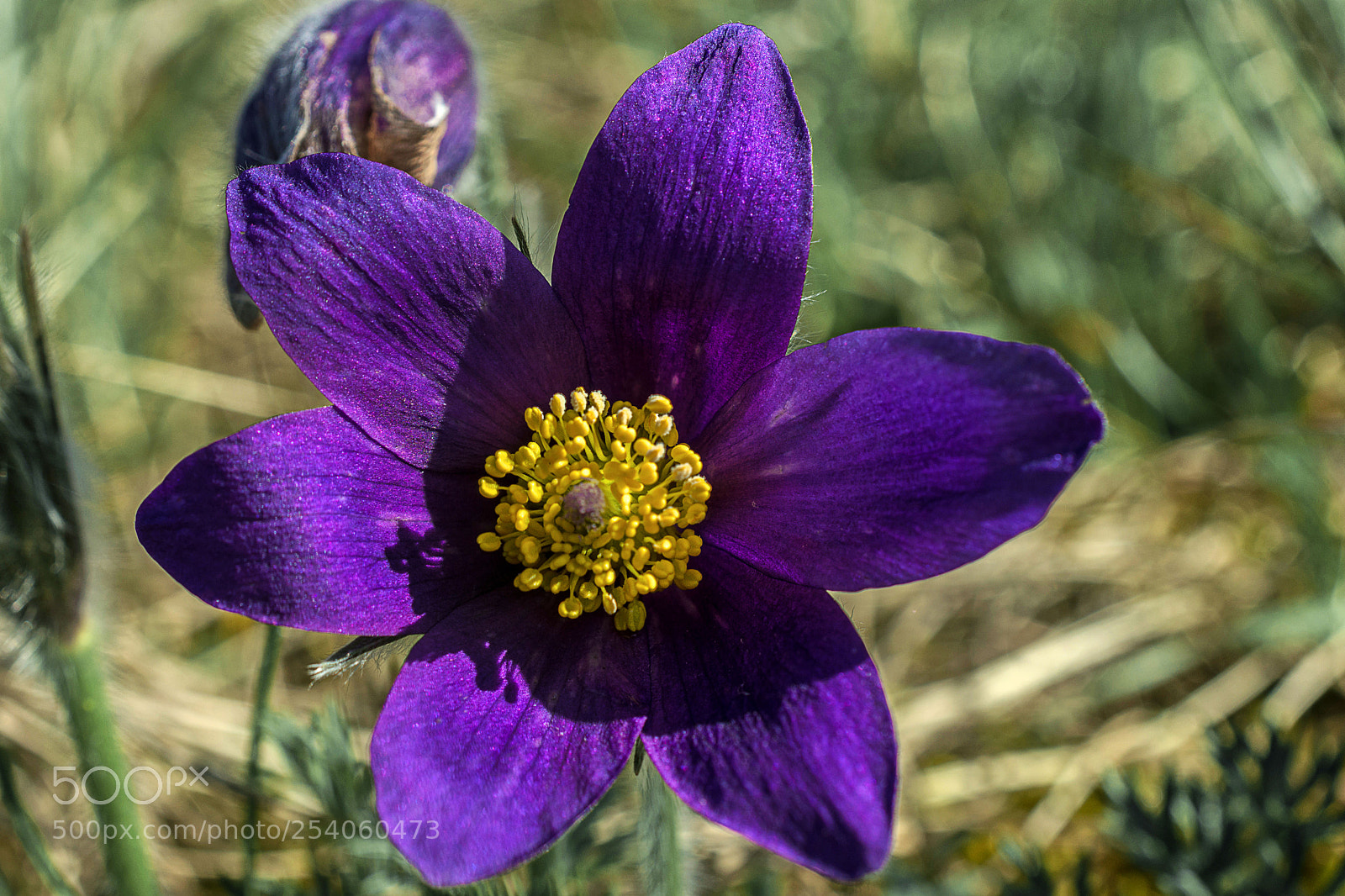 Nikon D7200 sample photo. Pulsatilla photography