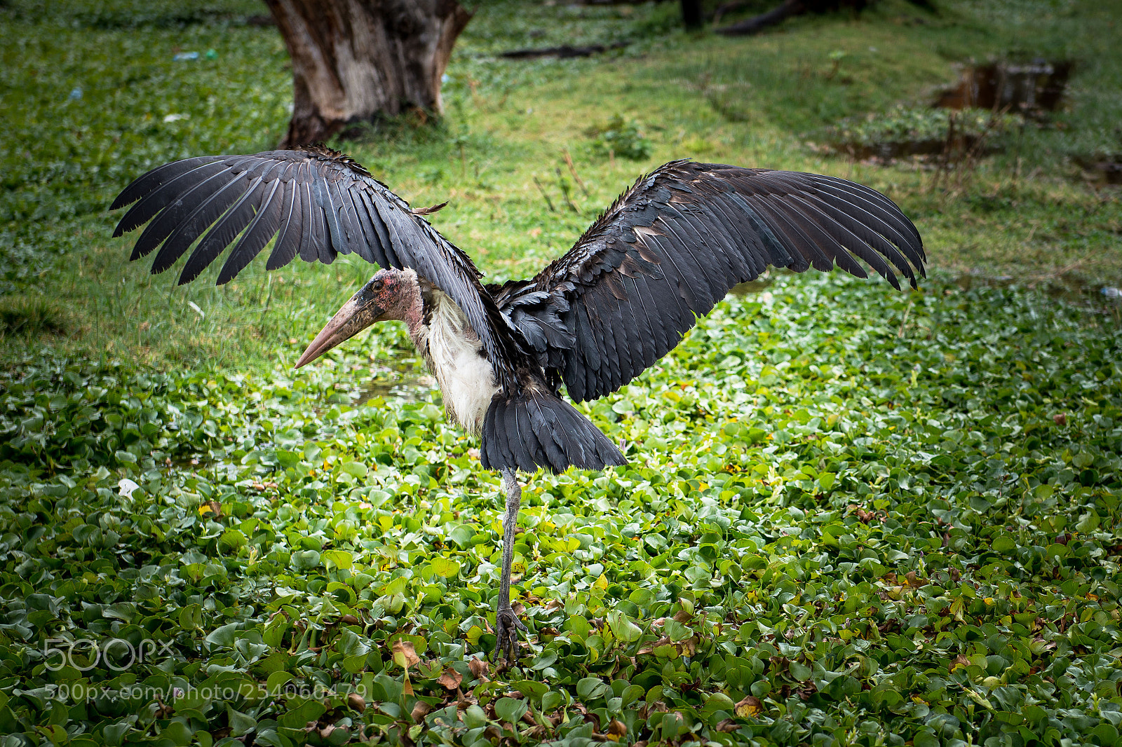 Nikon D800 sample photo. Marabu photography