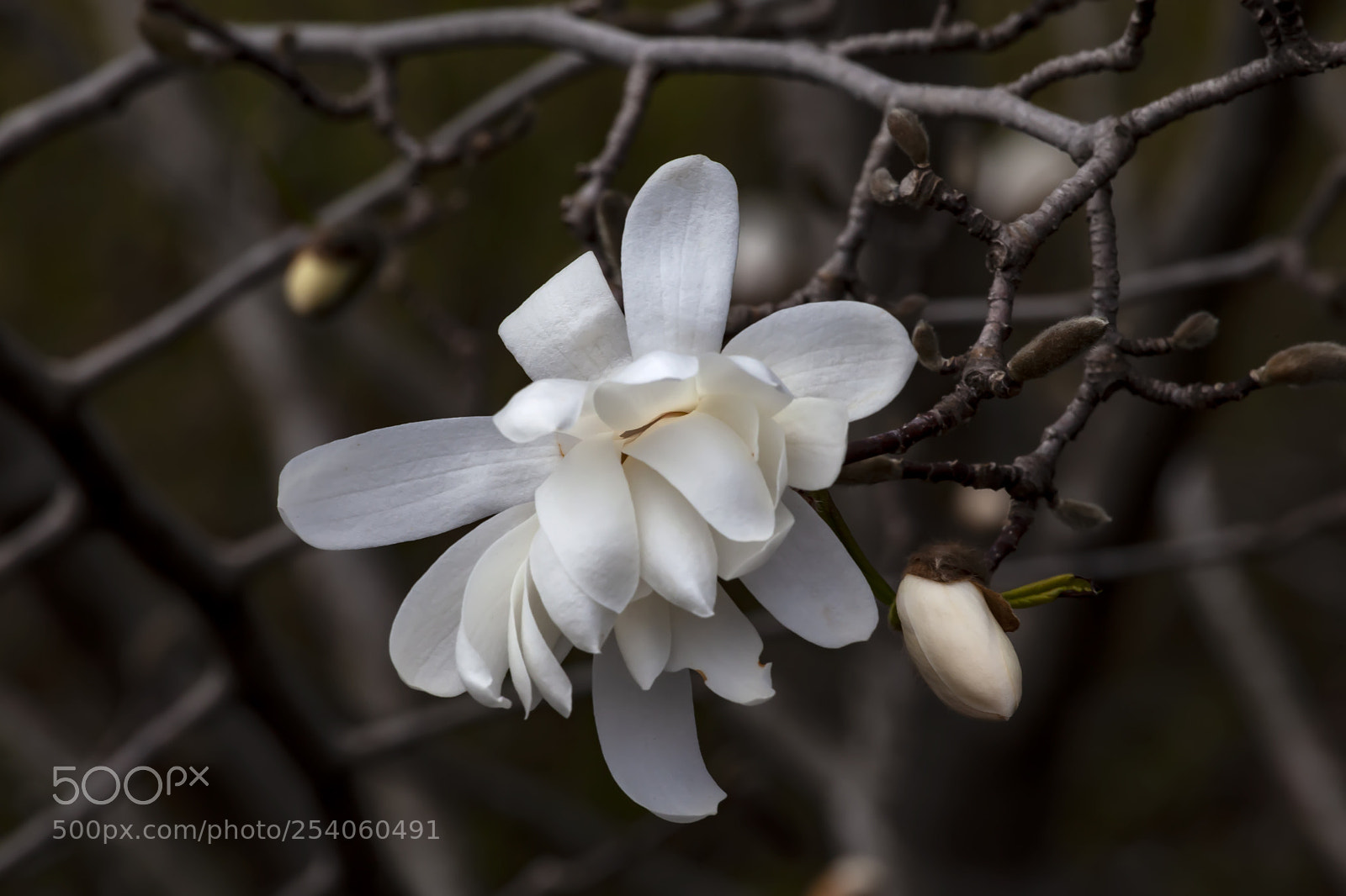 Canon EOS 5D Mark II sample photo. Magnolia photography