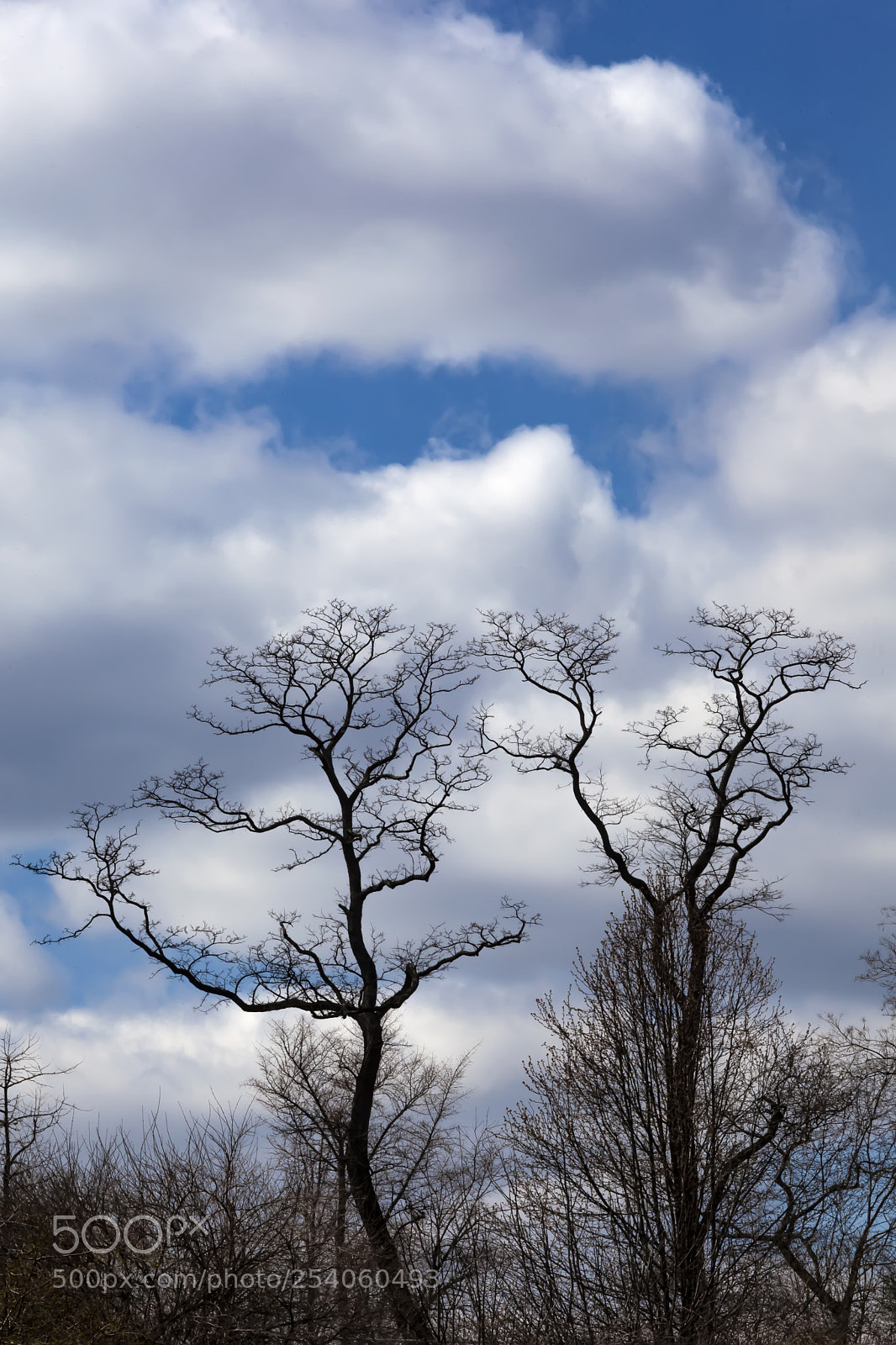 Canon EOS 5D Mark II sample photo. Spring trees and clouds photography