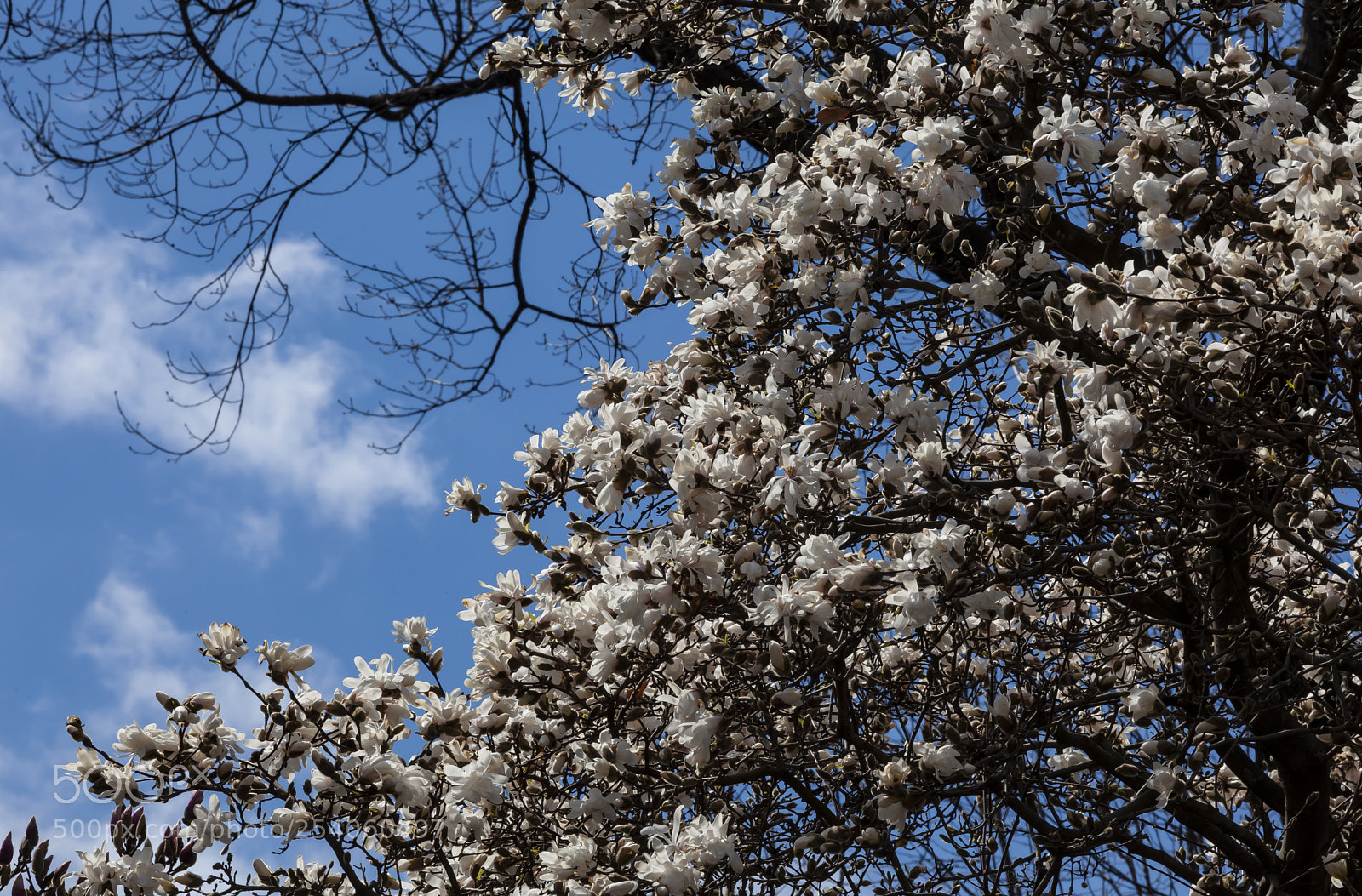 Canon EOS 5D Mark II sample photo. Magnolia photography