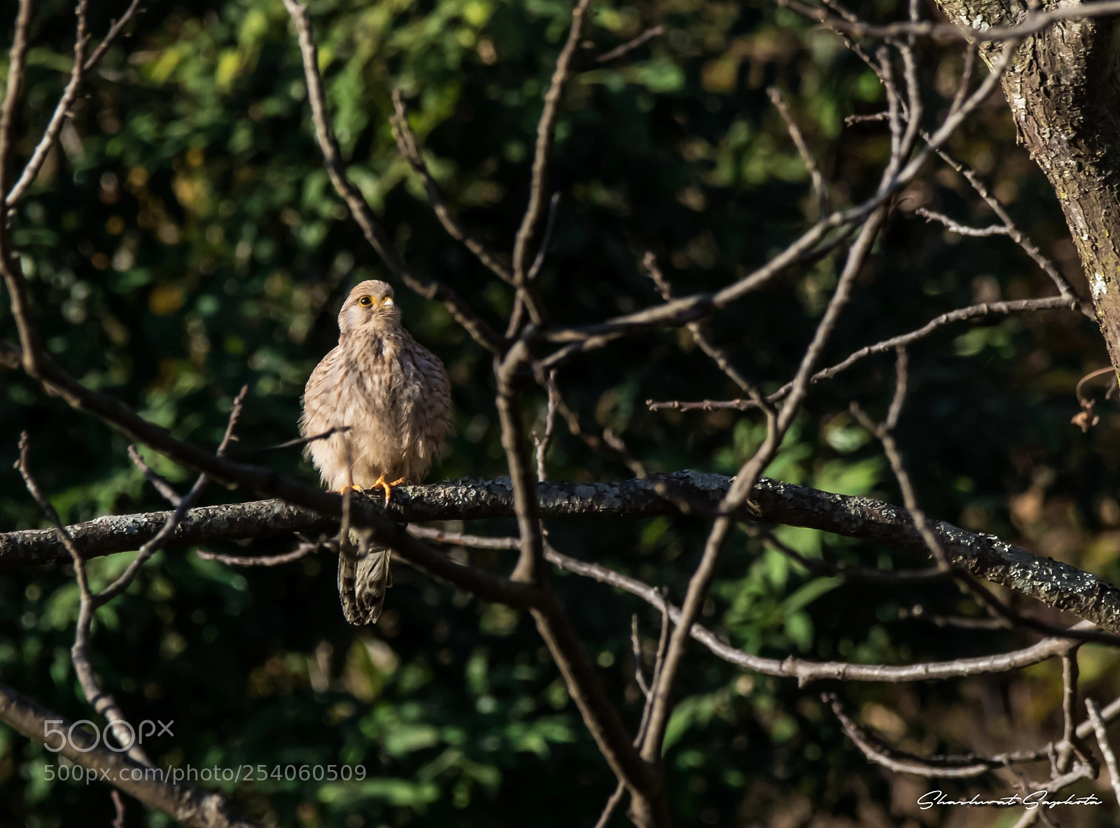 Canon EOS 7D Mark II sample photo. The perched kestrel photography