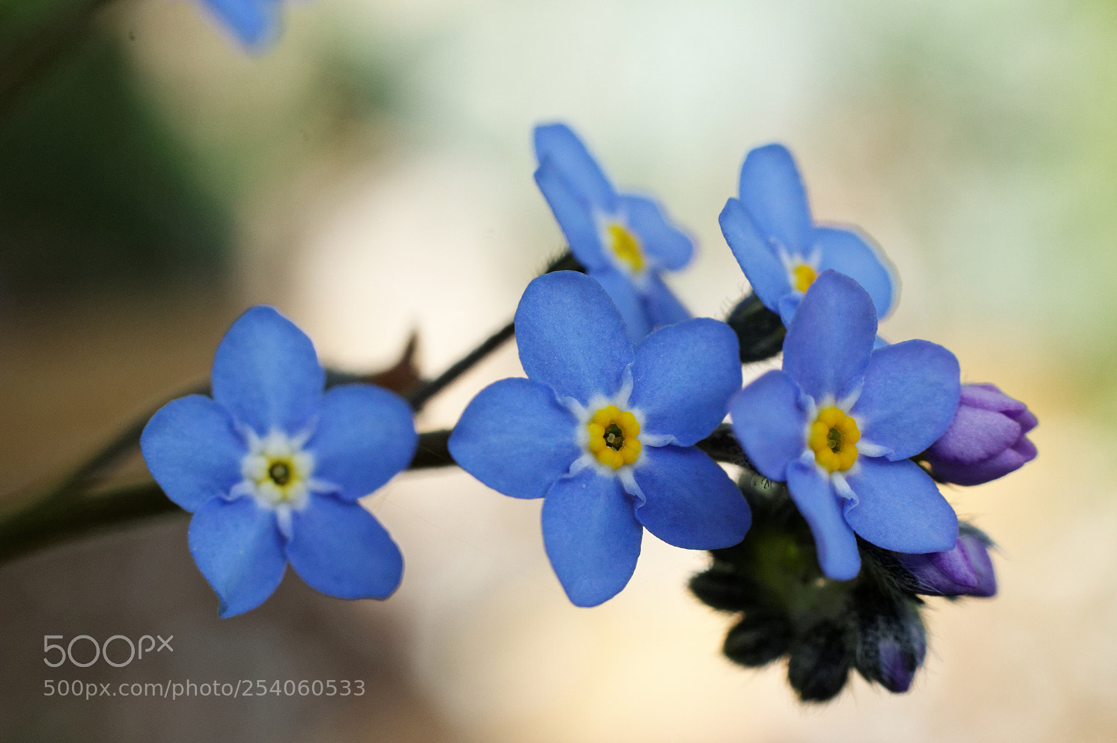 Canon EOS 70D + Canon EF 50mm F1.8 STM sample photo. Blue flowers photography